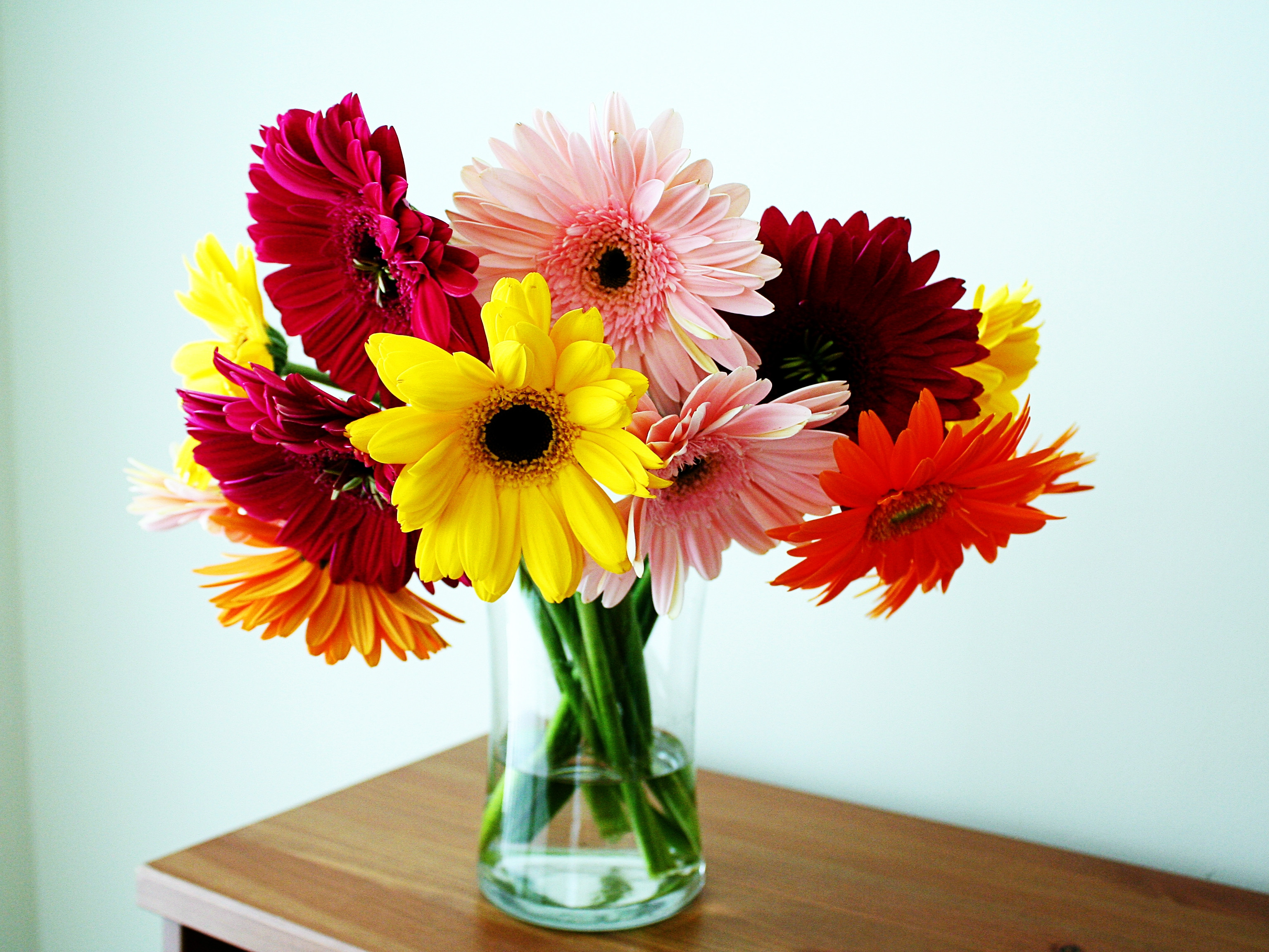 19 Awesome Daisies In A Vase 2024 free download daisies in a vase of engaging table with vase 11 of daffodils xmlserving com in furniture fancy table with vase 19 gerbera flower 27806 3072x2304 engaging table with vase 11 of