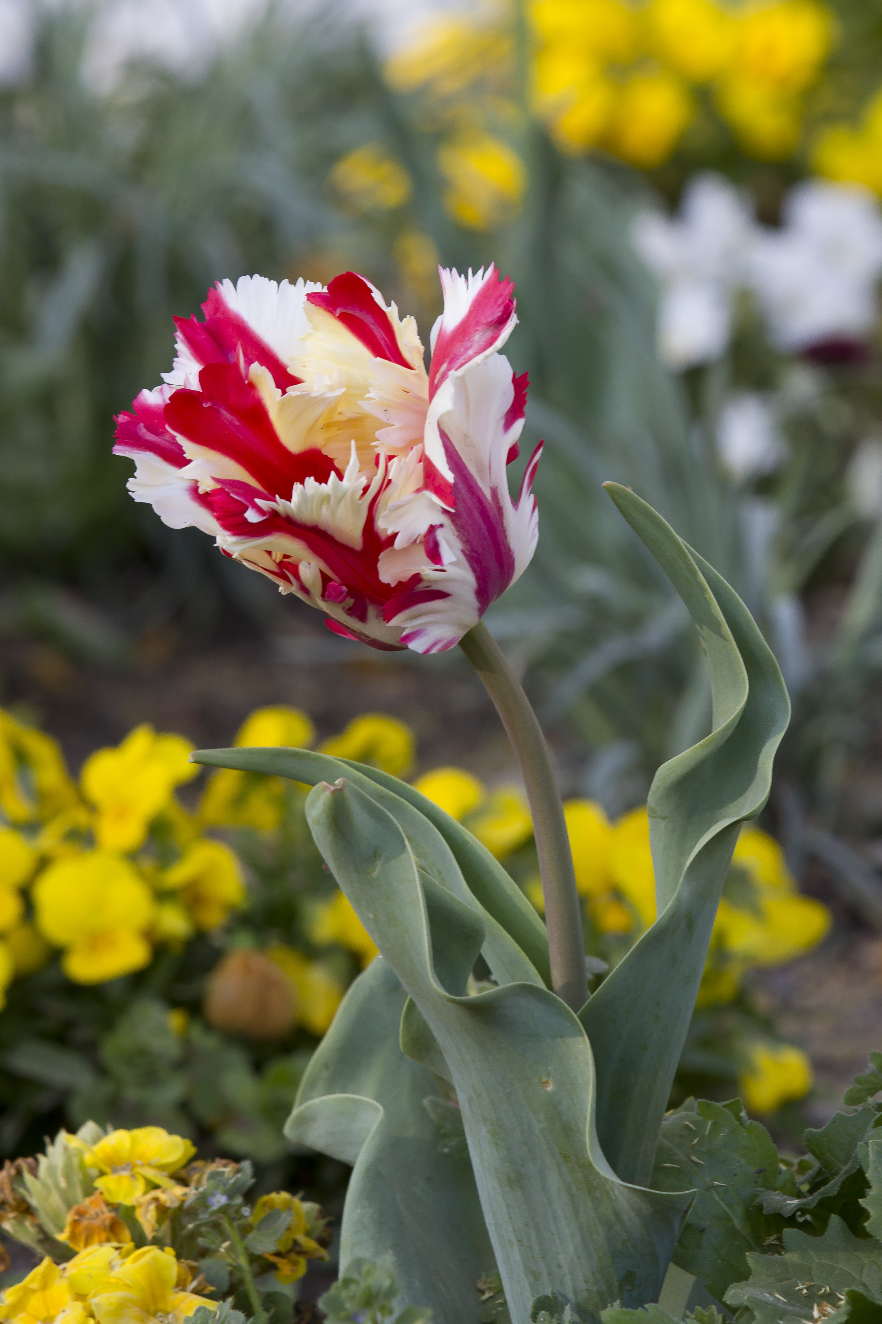 21 Best Dutch Tulip Vase 2024 free download dutch tulip vase of may 2014 new under the sun blog pertaining to flaming parrot tulip cultivar credit pierreselim via wikipedia