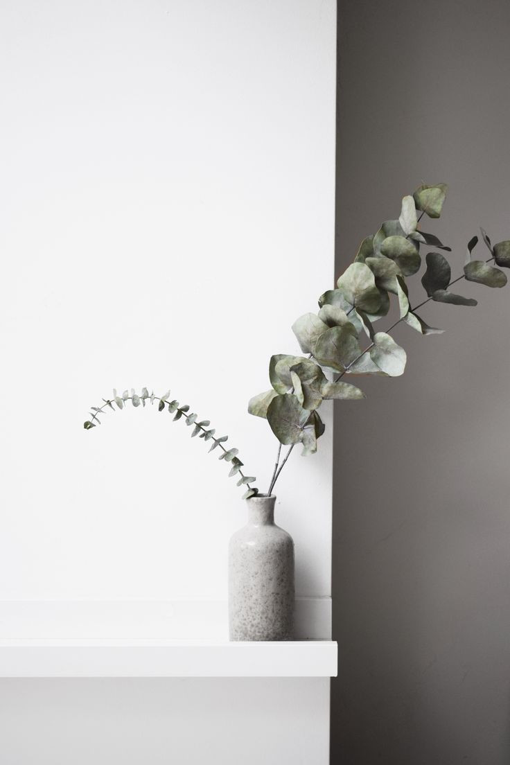 25 Lovely Eucalyptus Plant In Vase 2024 free download eucalyptus plant in vase of 3022 best f l o r a f a u n a images on pinterest baby puppies inside minimalist styling of eucalyptus in clay vase on ikea mosslanda shelf