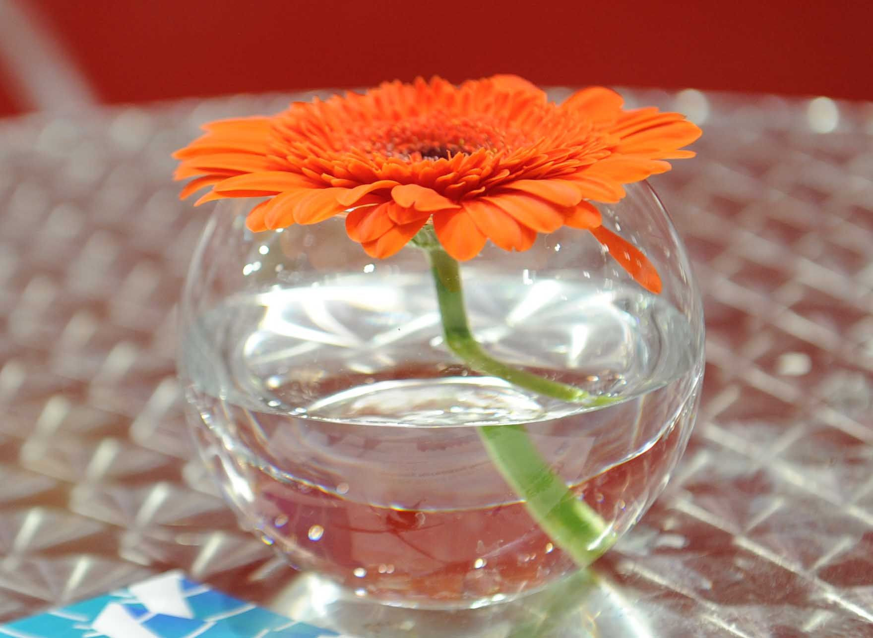 28 Elegant Europa Glass Vase 2024 free download europa glass vase of orange glass vase pics 47 od single orange gerbera in gfb with regard to orange glass vase pics 47 od single orange gerbera in gfb celebraciones of orange glass vase