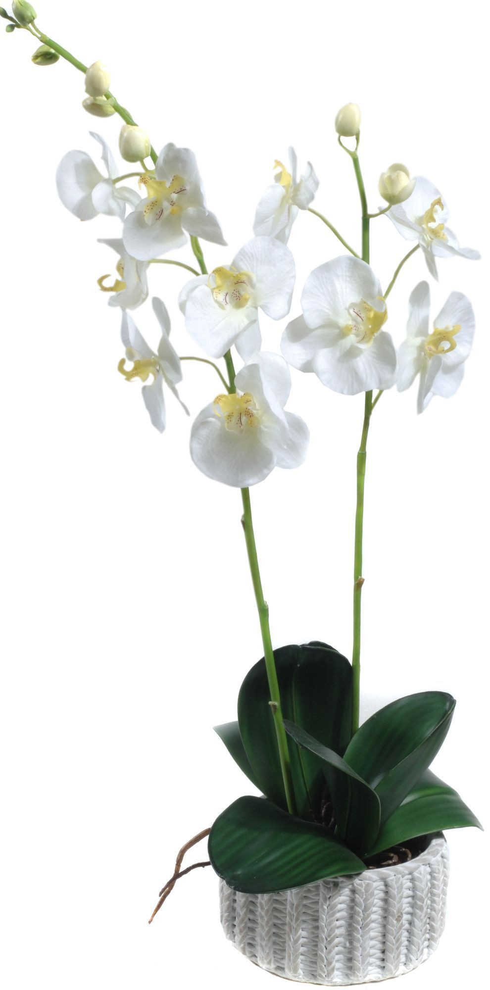 25 attractive Faux orchid In Vase 2024 free download faux orchid in vase of phalaenopsis orchid potted in planter flower arrangements throughout colonial house of flowers artificial eggshell phalaenopsis orchid plant with cement pot