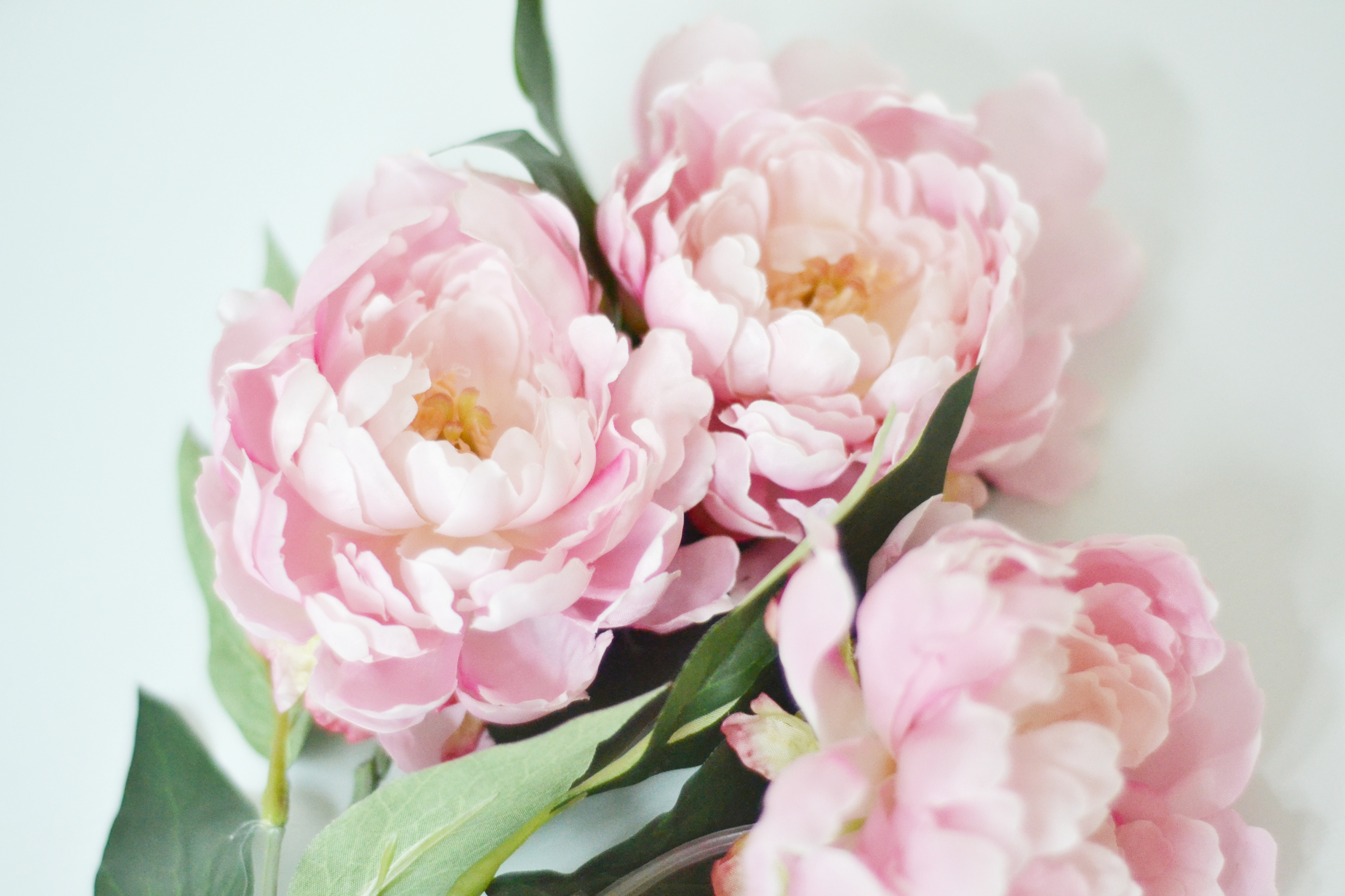 14 Nice Faux White Peonies In Vase 2024 free download faux white peonies in vase of diy archives peonies on pleasant within use an opaque vase