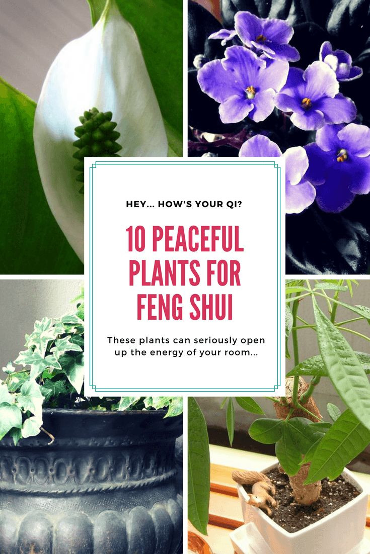 16 Popular Feng Shui Wealth Vase Kit 2024 free download feng shui wealth vase kit of 180 best feng shui images on pinterest feng shui tips bedrooms pertaining to open up the energy of your room and elevate your qi with these 10 peaceful plants