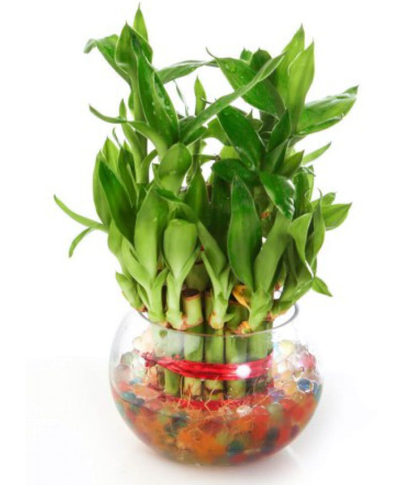 16 Popular Feng Shui Wealth Vase Kit 2024 free download feng shui wealth vase kit of green plant indoor 2 layer lucky bamboo plants indoor bamboo plant with green plant indoor 2 layer sdl069046518 2 abfd7