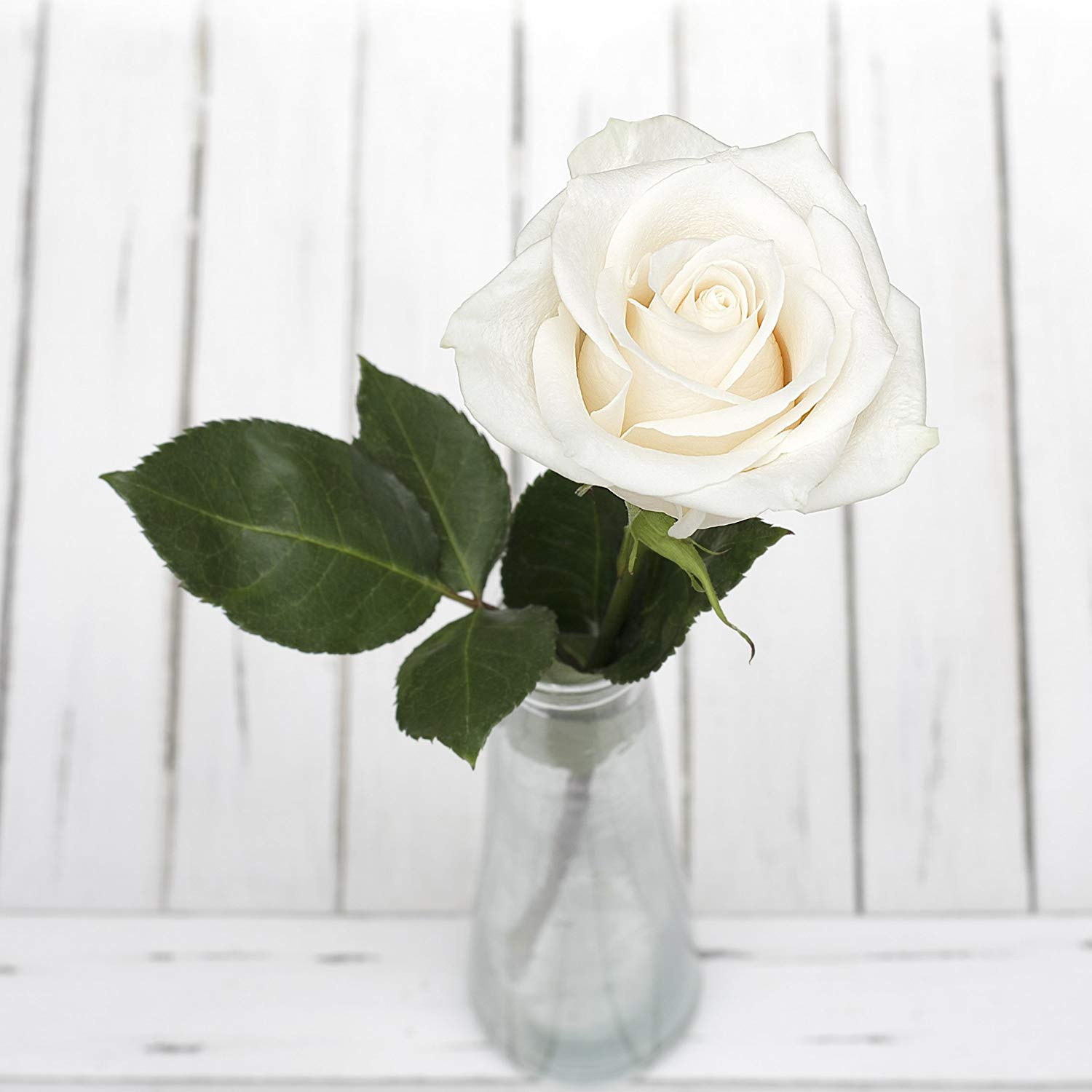 18 attractive Flower Delivery No Vase 2024 free download flower delivery no vase of amazon com greenchoice flowers 24 fresh cut white roses 27 5 throughout amazon com greenchoice flowers 24 fresh cut white roses 27 5 super long stems no vase garde