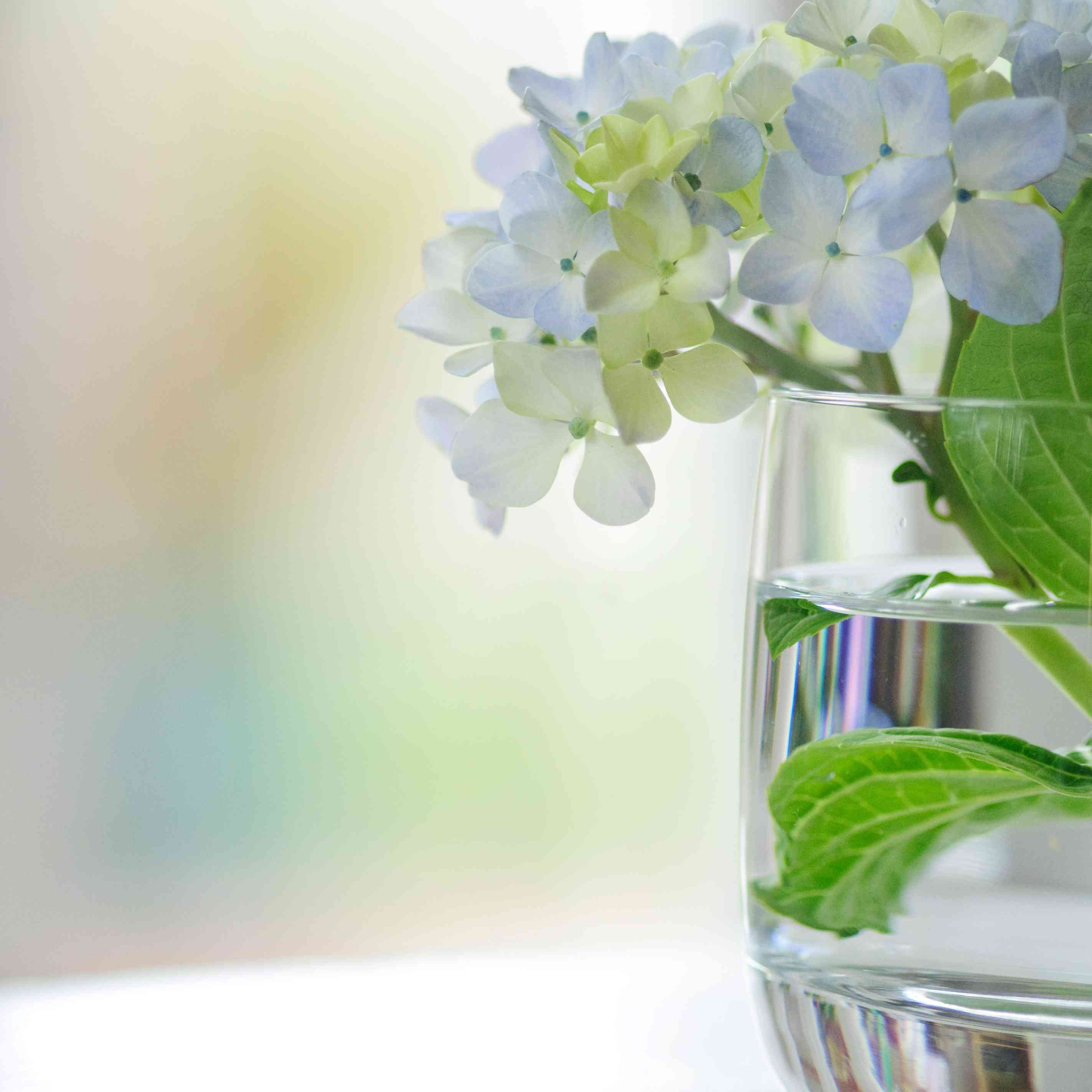 16 Stunning Glass Hanging Flower Vase 2024 free download glass hanging flower vase of how to dry and preserve hydrangea flowers in hydrangeas vase gettyimages 103956334 589b63945f9b58819c837e07