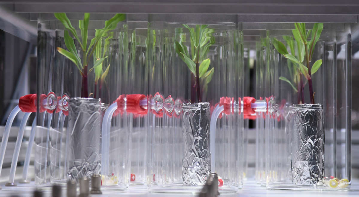 14 Trendy Glass Tube Flower Vase 2024 free download glass tube flower vase of high throughput monitoring of plant voc kinetics with a novel in high throughput monitoring of plant voc kinetics with a novel autosampler and the vocus ptr tof