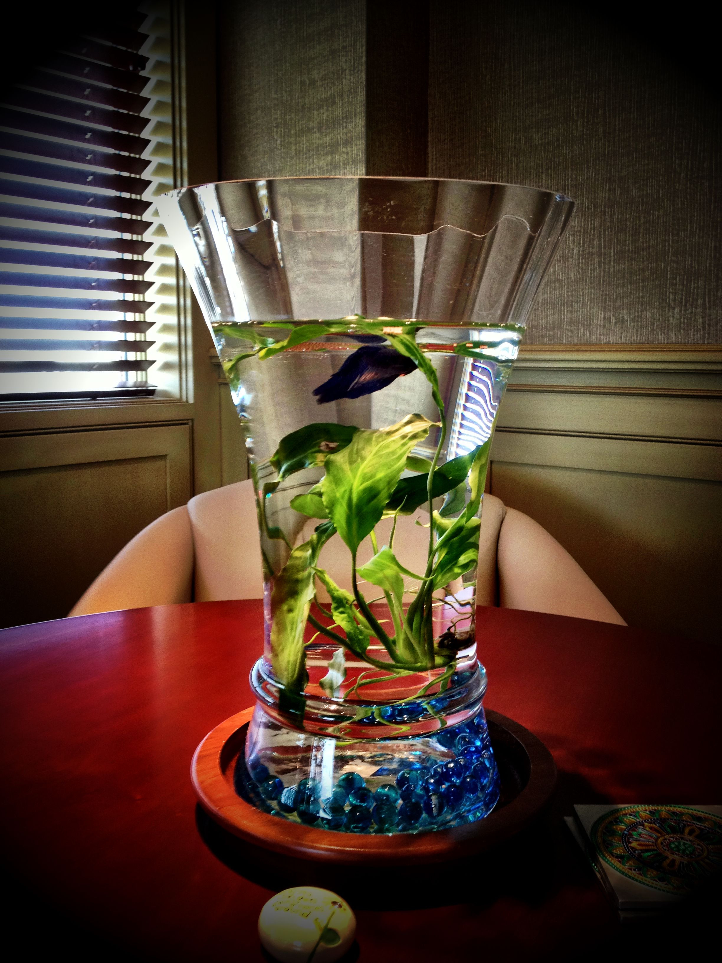 29 Popular Glass Vases for Betta Fish 2024 free download glass vases for betta fish of my office beta fish stuart pamala miller ohio usa water inside my office beta fish stuart pamala miller ohio usa