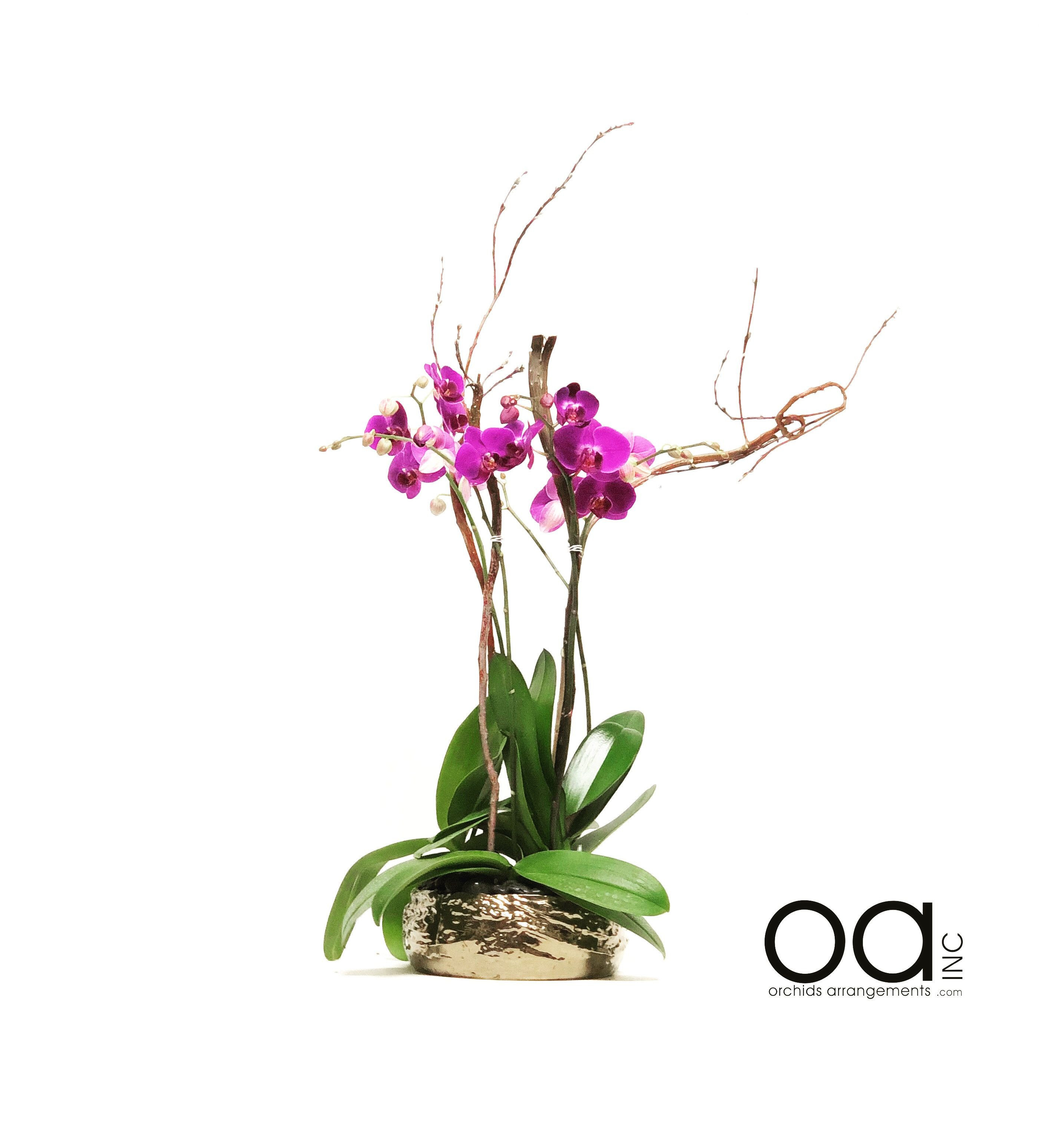 22 Lovely Glass Vases wholesale Miami 2024 free download glass vases wholesale miami of orchid in glass vase awesome send 4 orchids arrangement hollywood throughout orchid in glass vase awesome send 4 orchids arrangement hollywood bowl collection