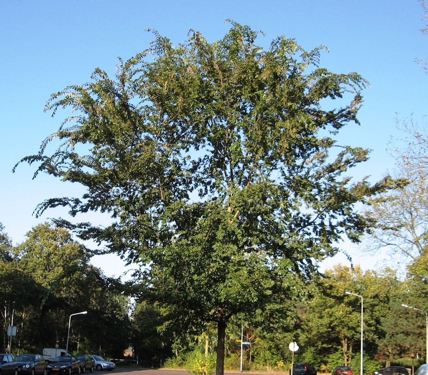 28 Fantastic Green Vase Zelkova for Sale 2024 free download green vase zelkova for sale of 10 best trees to plant on your street and sidewalk intended for rn ulmus parvifolia hilversum 593433095f9b589eb491cdca