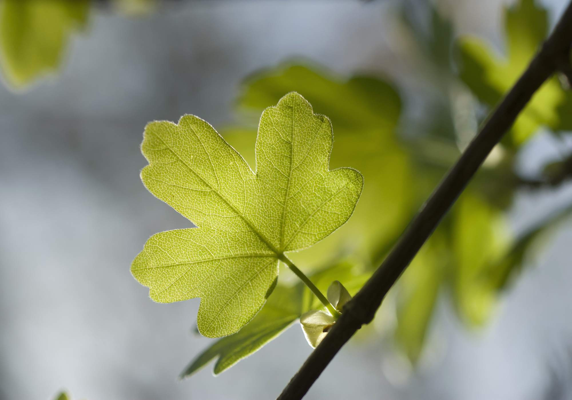 28 Fantastic Green Vase Zelkova for Sale 2024 free download green vase zelkova for sale of 10 best trees to plant on your street and sidewalk within acer campestre