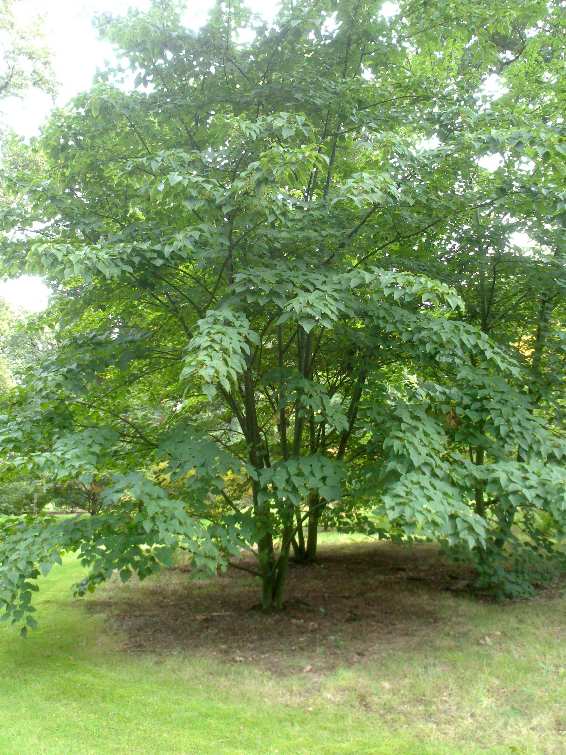 28 Fantastic Green Vase Zelkova for Sale 2024 free download green vase zelkova for sale of acer davidii tuin bomen heesters pinterest acer park for acer davidii park landscape acer landscaping trees landscape landscaping ideas