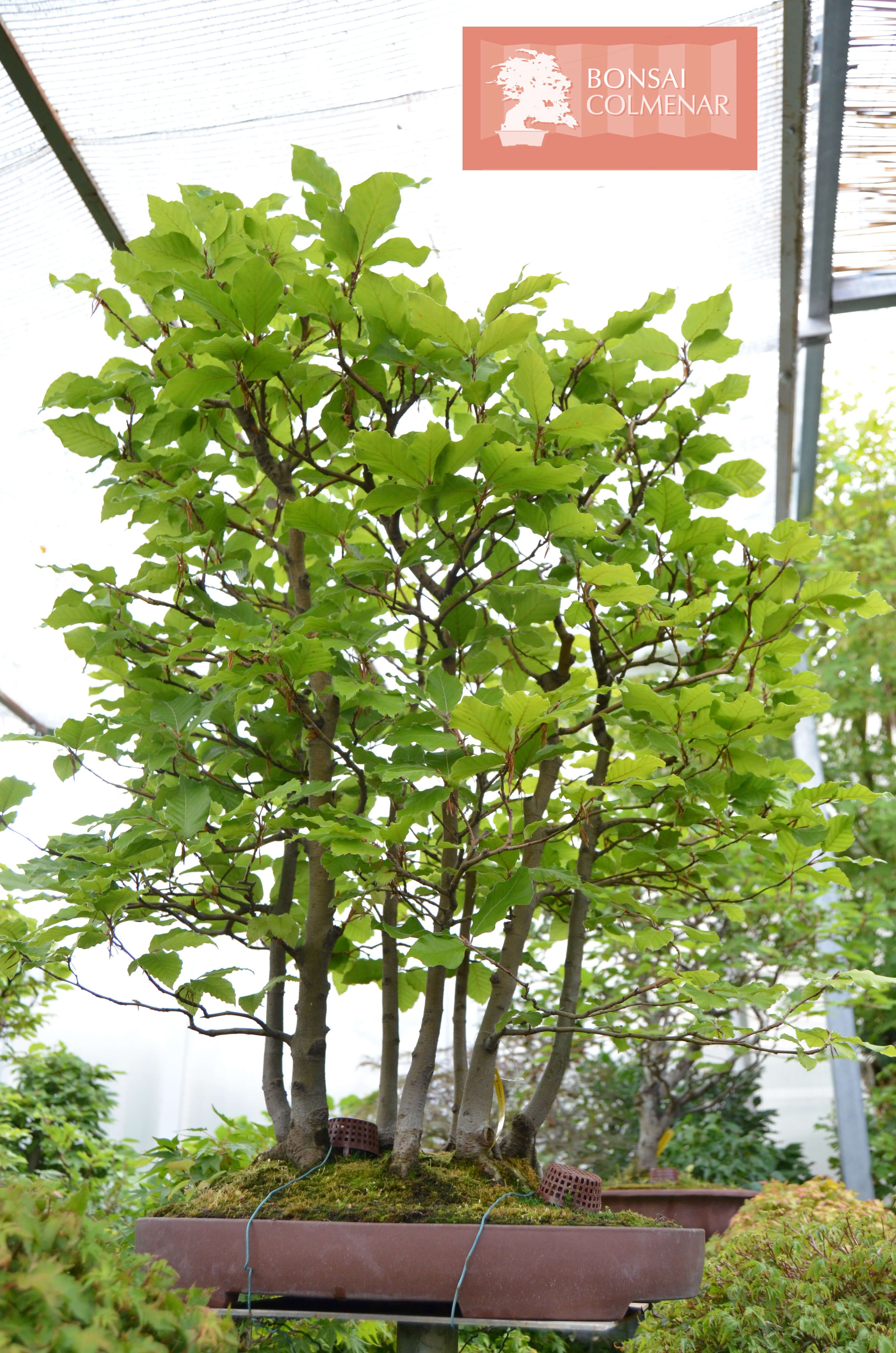 28 Fantastic Green Vase Zelkova for Sale 2024 free download green vase zelkova for sale of bosque de hayas verano en bonsai colmenar tienda y escuela de within bosque de hayas verano en bonsai colmenar tienda y escuela de bonsai en madrid