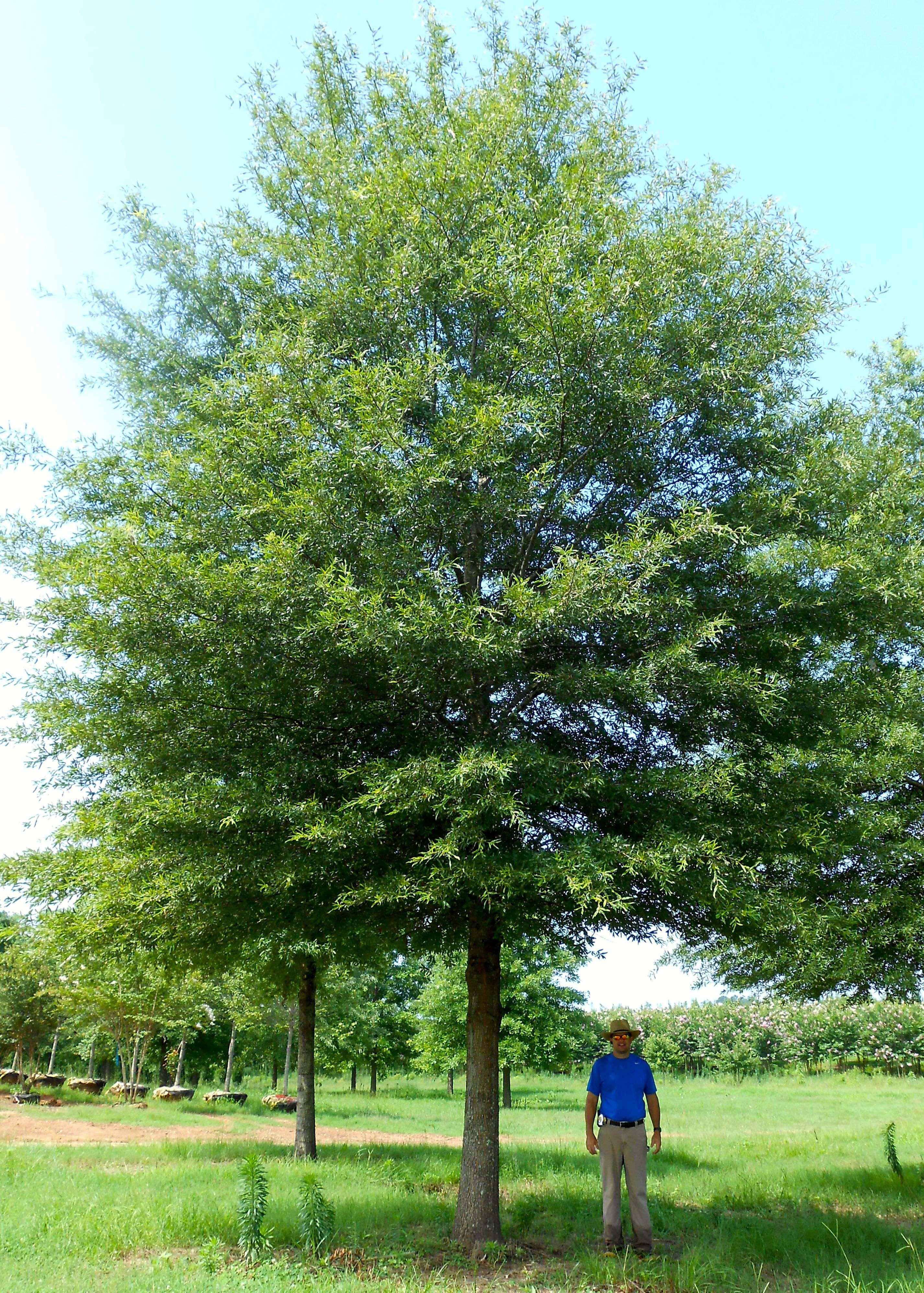 28 Fantastic Green Vase Zelkova for Sale 2024 free download green vase zelkova for sale of fast growing backyard shade tree the library 1994 throughout fast growing backyard shade tree