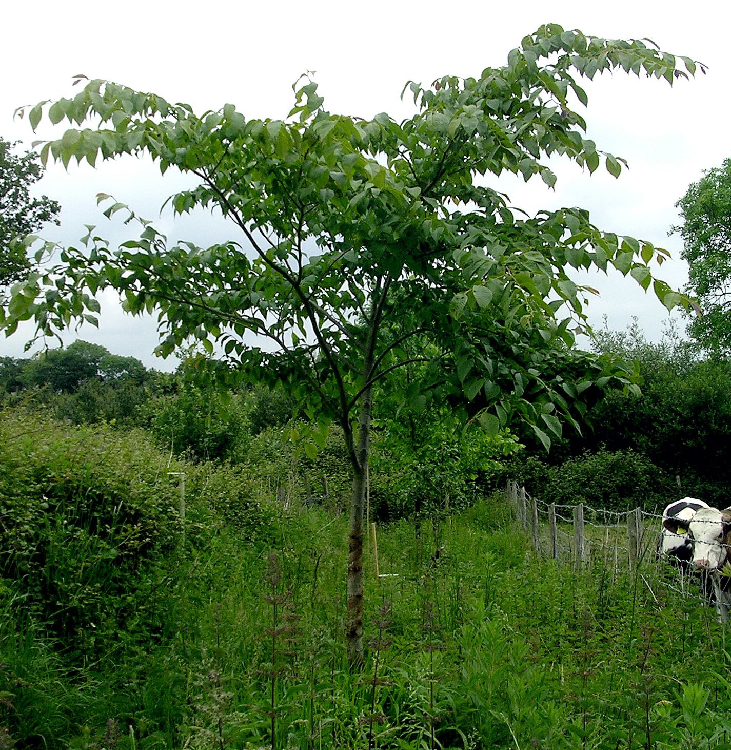 28 Fantastic Green Vase Zelkova for Sale 2024 free download green vase zelkova for sale of meet 10 species of elm trees throughout davidelmwikipd 56a98d323df78cf772a83172