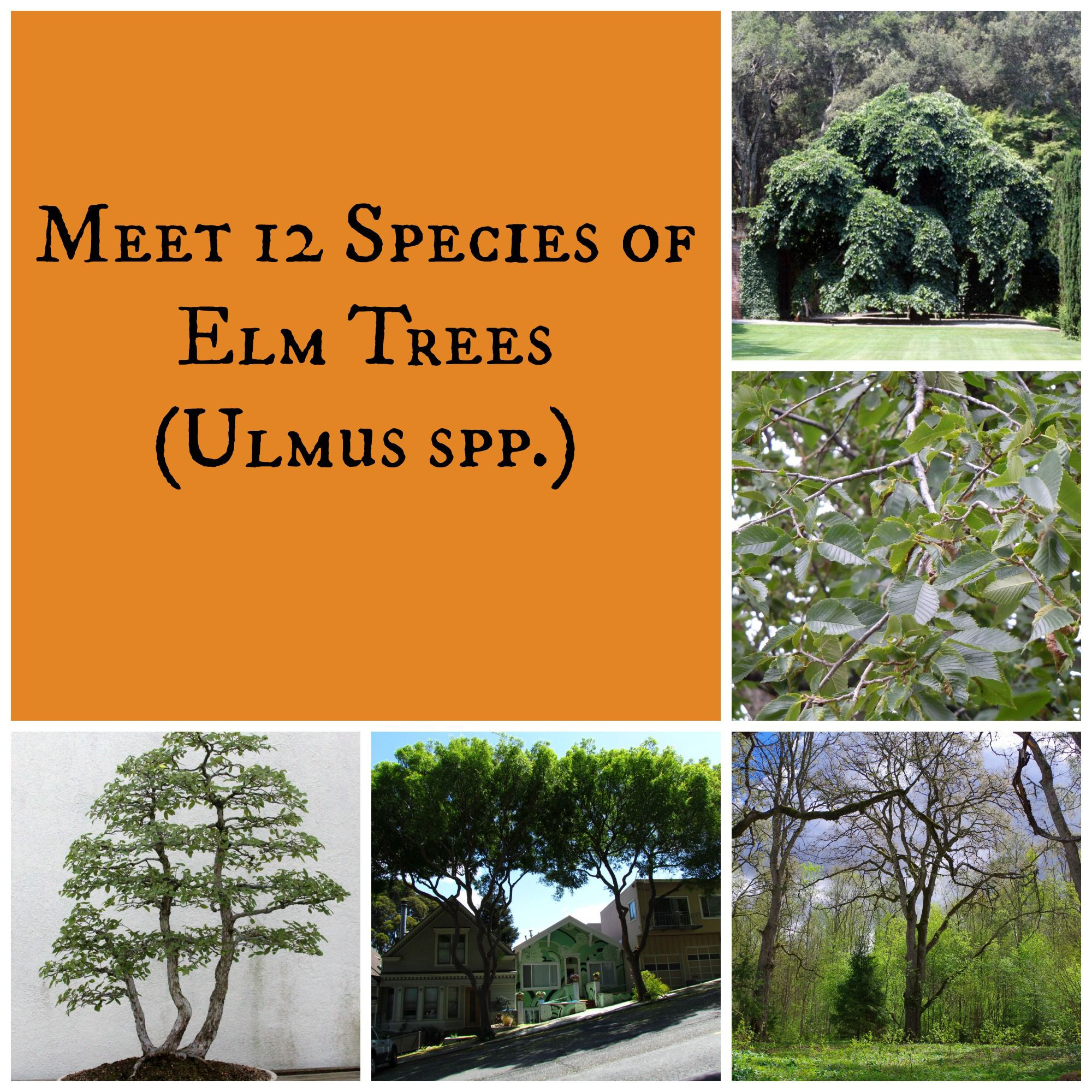 28 Fantastic Green Vase Zelkova for Sale 2024 free download green vase zelkova for sale of meet 10 species of elm trees with elmtreescollage 56a98d3a5f9b58b7d0fca512