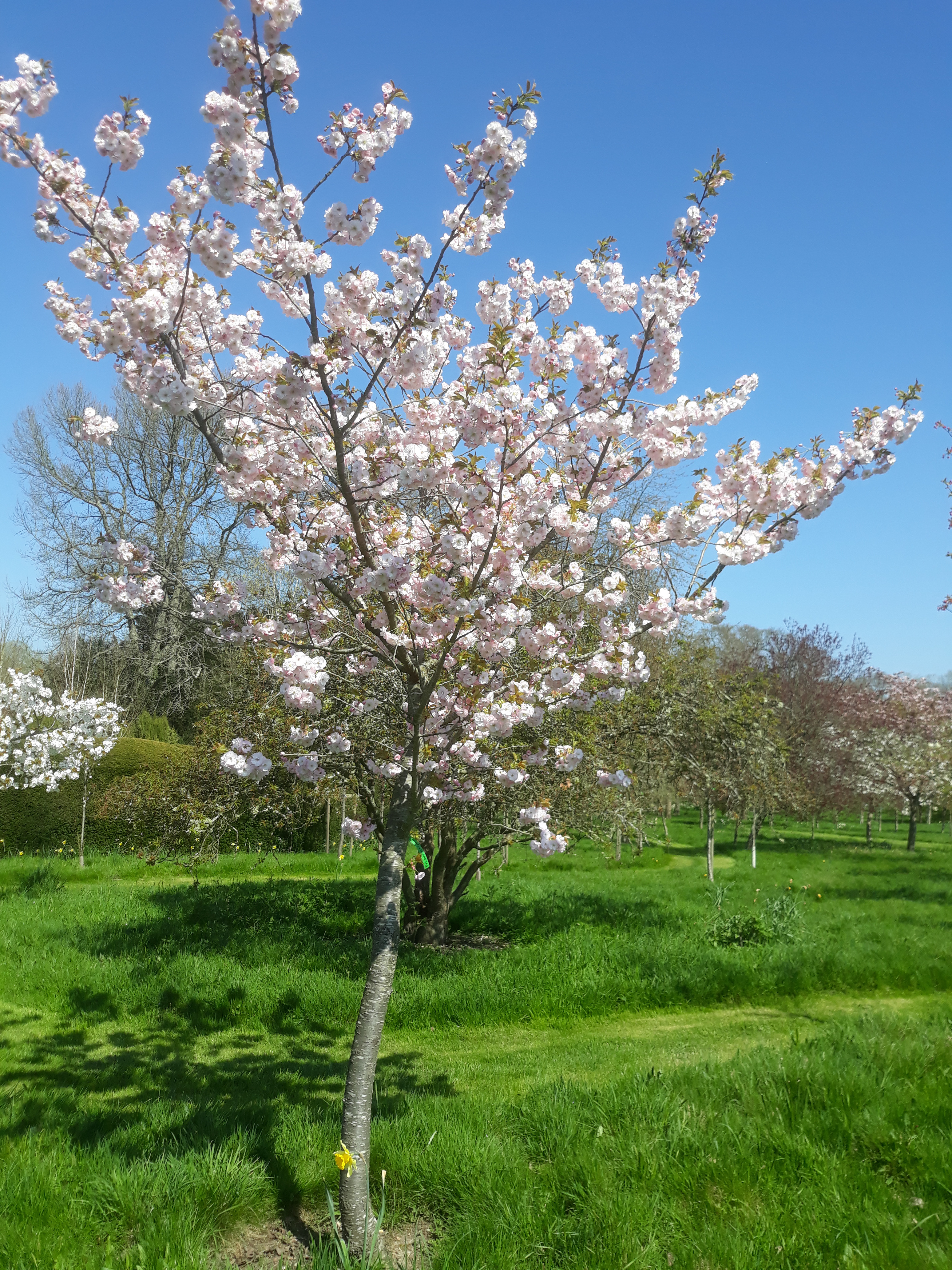 28 Fantastic Green Vase Zelkova for Sale 2024 free download green vase zelkova for sale of prunus flowering cherry regarding prunus ichyo