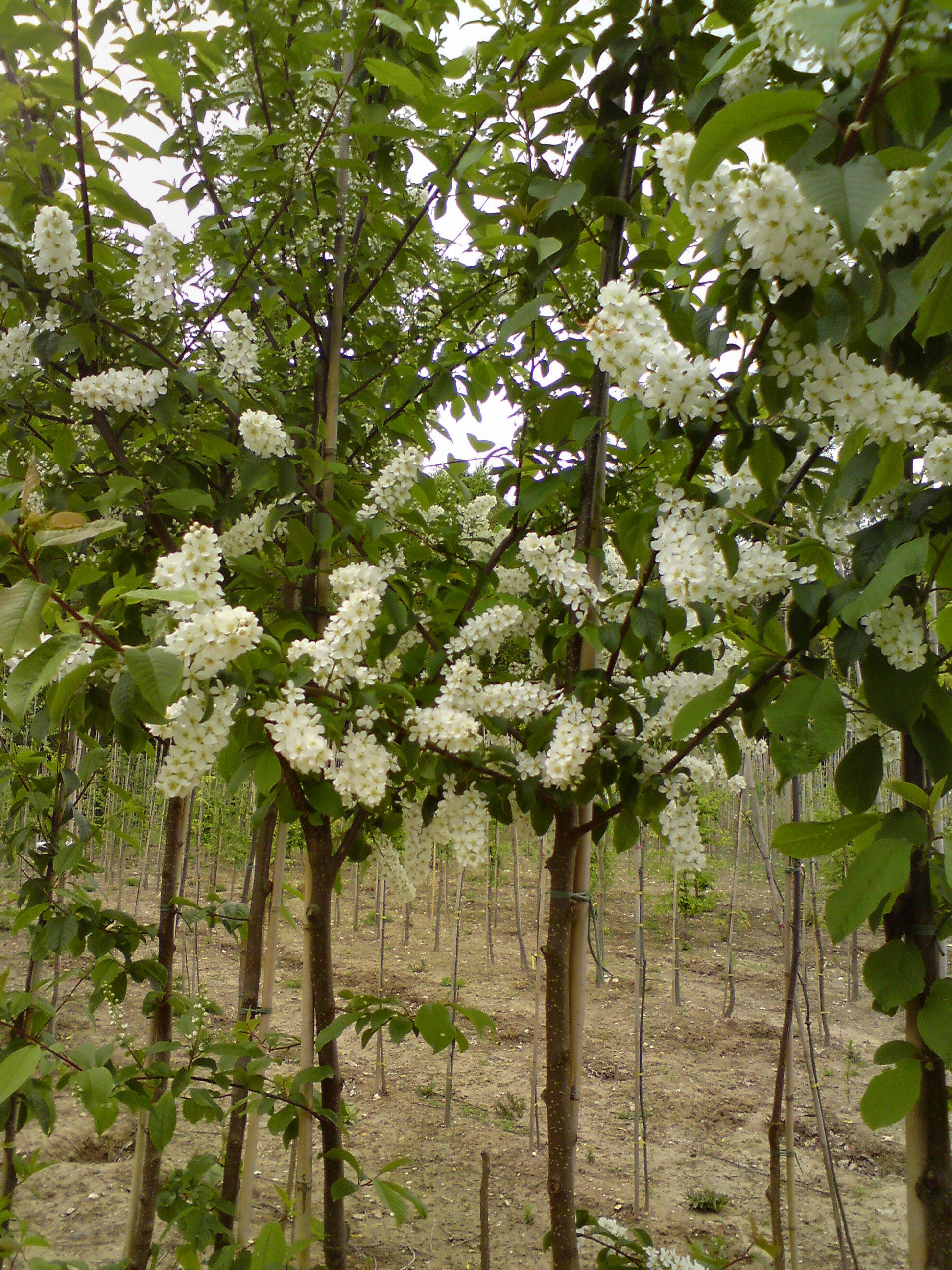 28 Fantastic Green Vase Zelkova for Sale 2024 free download green vase zelkova for sale of prunus flowering cherry with prunus okame