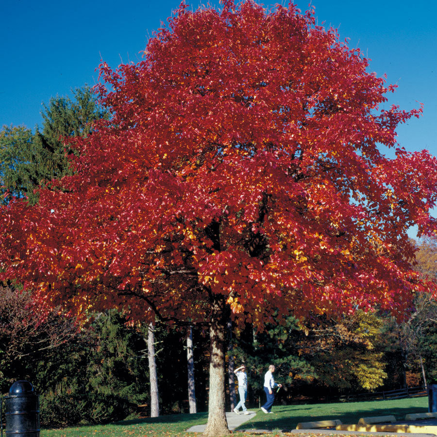 28 Fantastic Green Vase Zelkova for Sale 2024 free download green vase zelkova for sale of shade tree list dammanns intended for wildfire blackgum