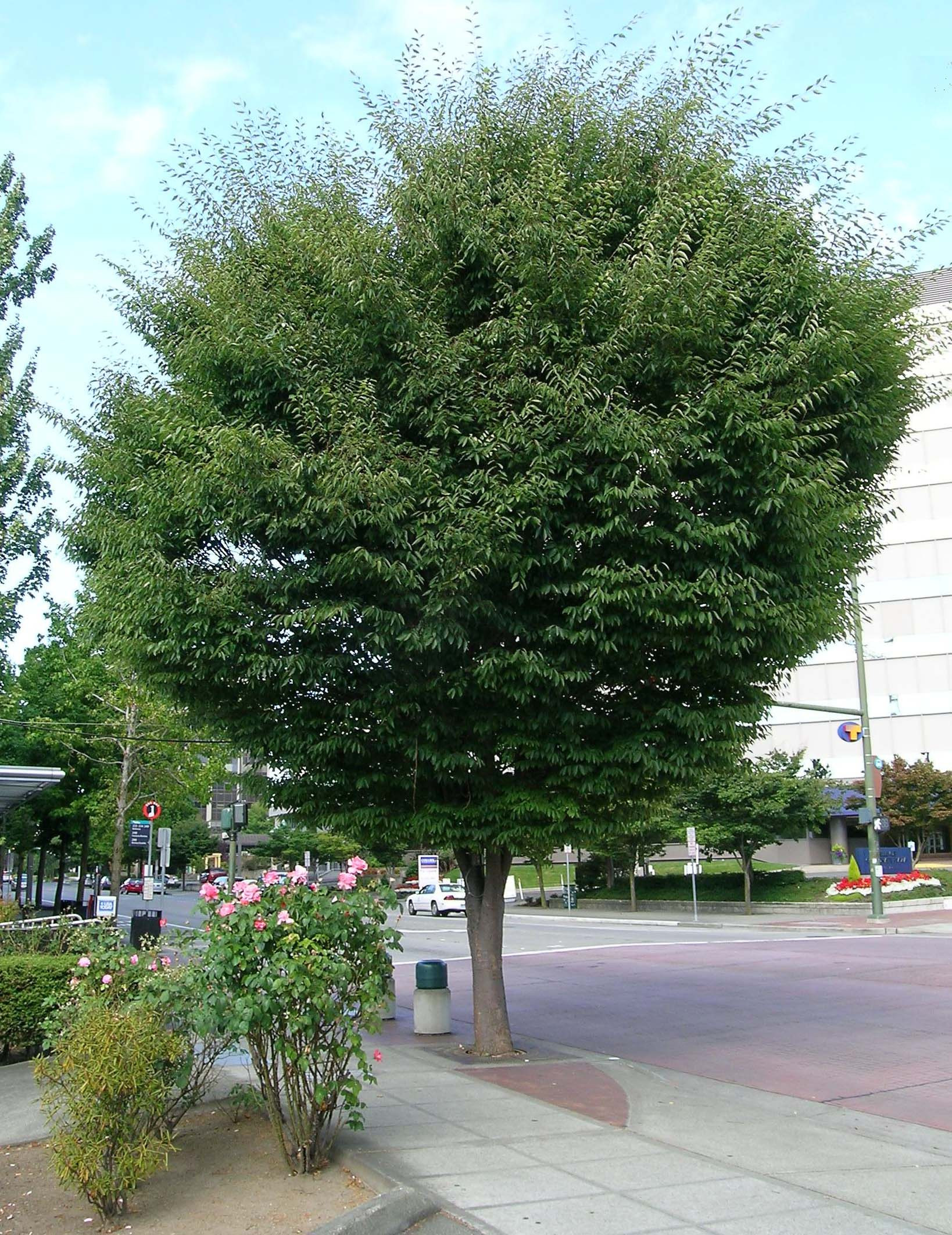 28 Fantastic Green Vase Zelkova for Sale 2024 free download green vase zelkova for sale of tree profile for the japanese zelkova pertaining to green vase japanese zelkova