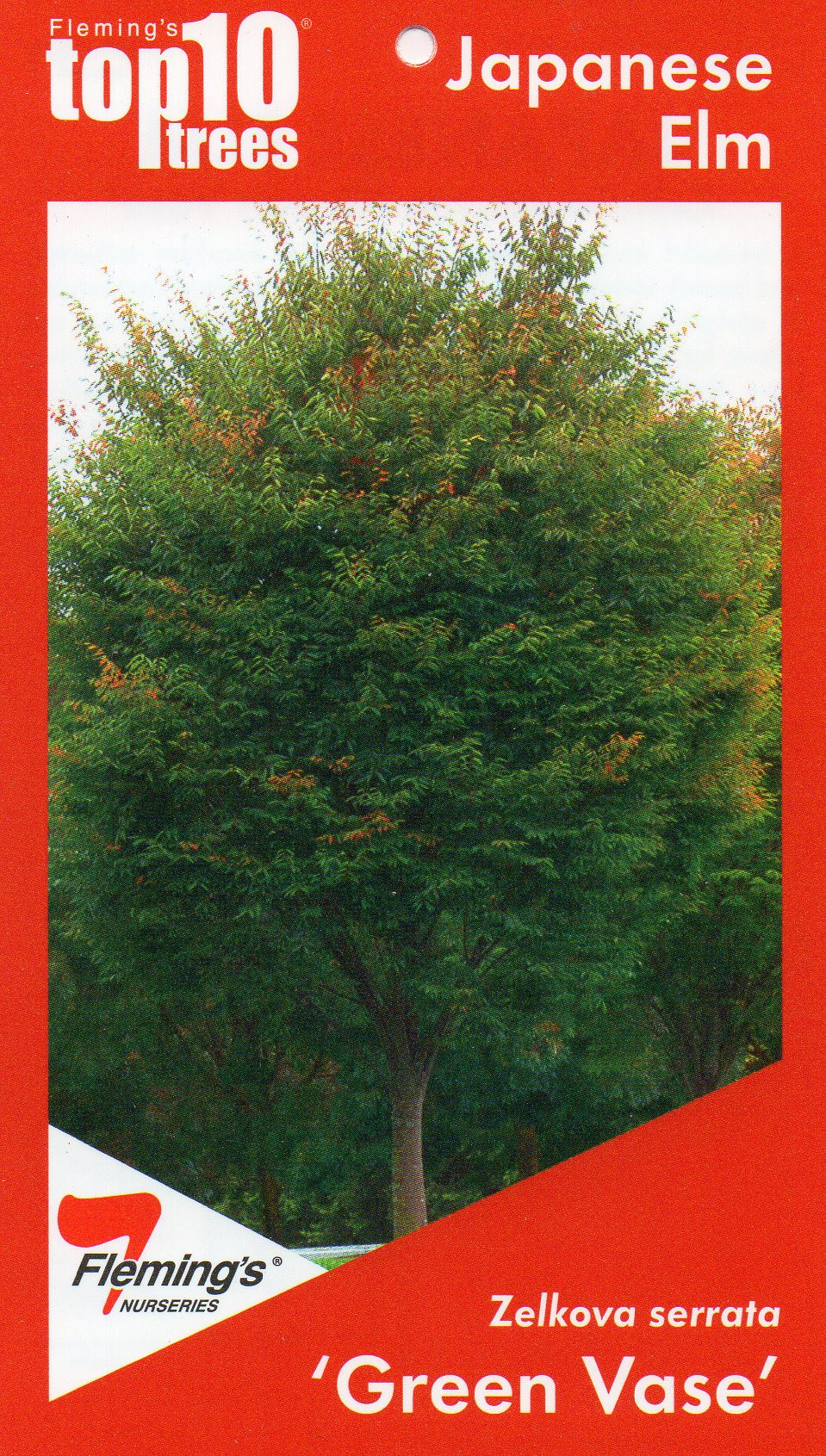 28 Fantastic Green Vase Zelkova for Sale 2024 free download green vase zelkova for sale of zelkova serrata green vase blerick tree farm with zelkova serrata green vase