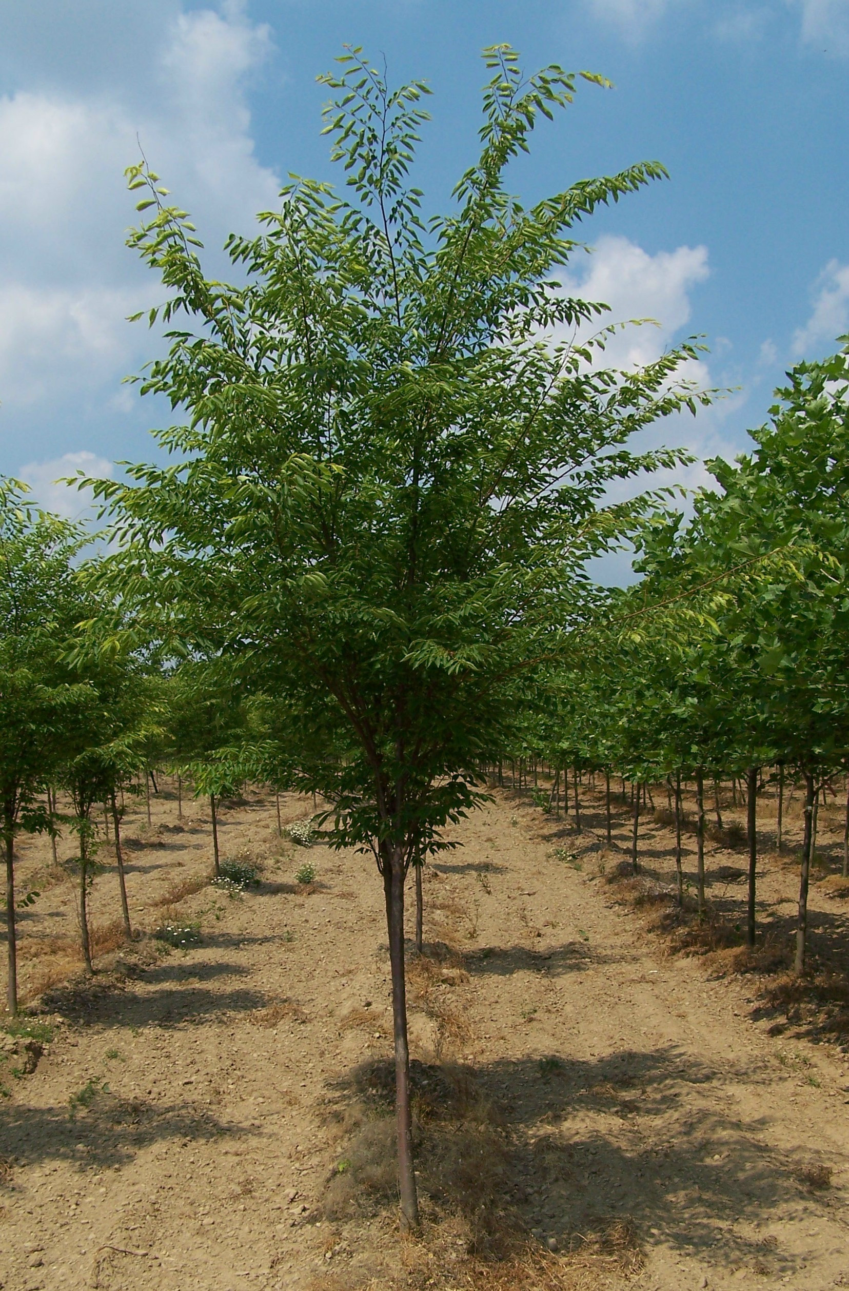 28 Fantastic Green Vase Zelkova for Sale 2024 free download green vase zelkova for sale of zelkova serrata green vase zelkova cherry regarding m d 145 00