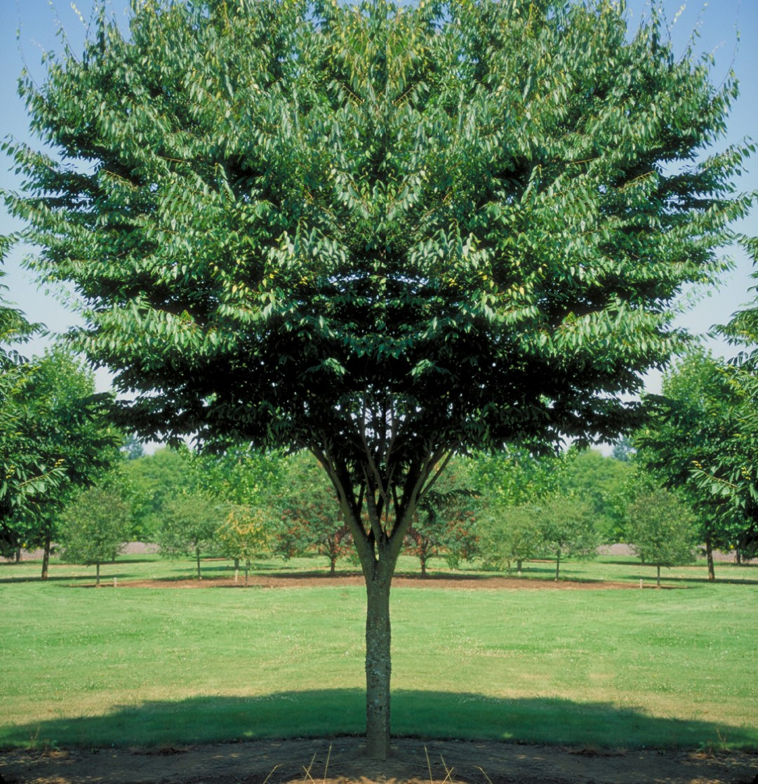 28 Fantastic Green Vase Zelkova for Sale 2024 free download green vase zelkova for sale of zelkova serrata village green van den berk nurseries pertaining to zelkova serrata village green