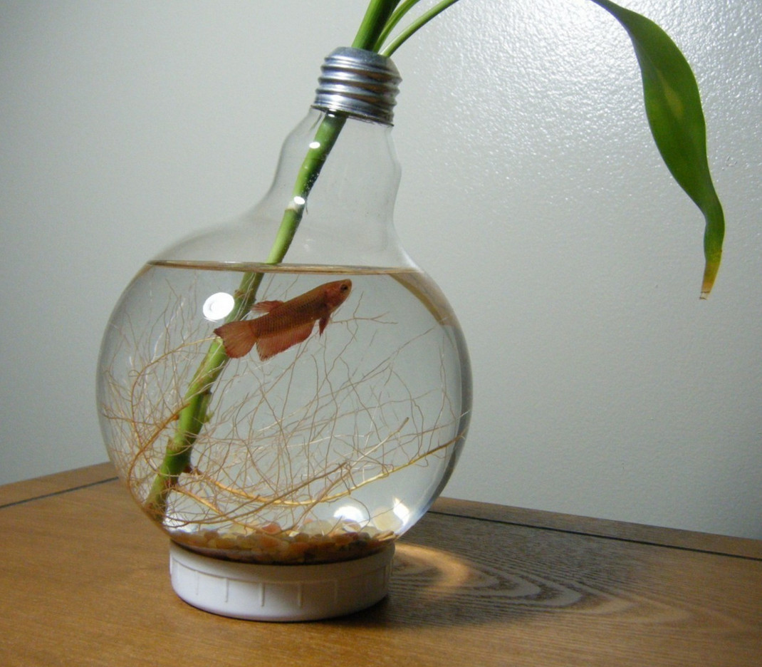 10 Nice Grow Bulbs In Glass Vase 2024 free download grow bulbs in glass vase of clear fish bowl pictures fish light bulb bowl for the home pinterest regarding clear fish bowl pictures fish light bulb bowl for the home pinterest