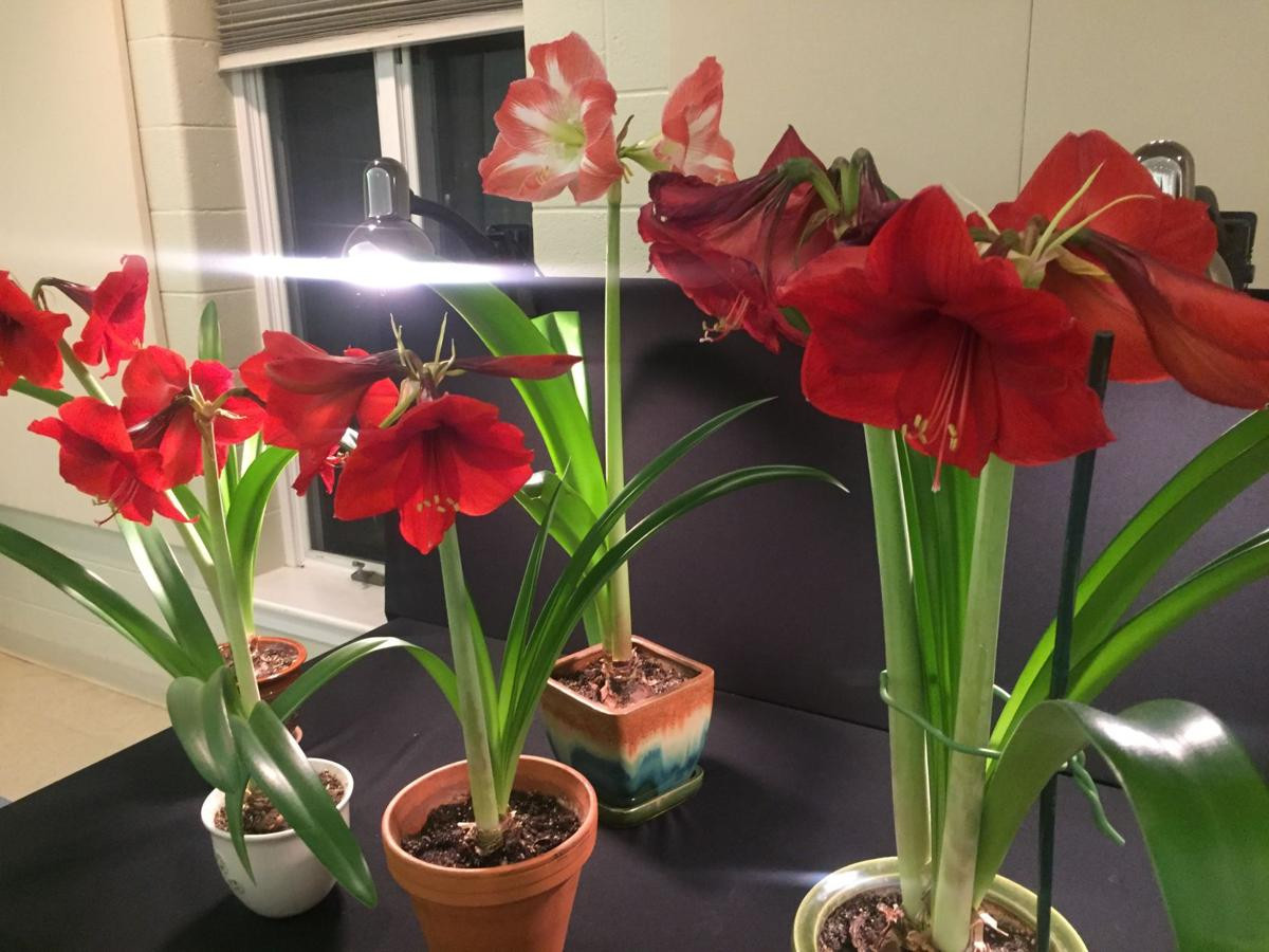 10 Nice Grow Bulbs In Glass Vase 2024 free download grow bulbs in glass vase of plant paperwhite and amaryllis bulbs now for blooms indoors this for plant paperwhite and amaryllis bulbs now for blooms indoors this winter home garden lancaster