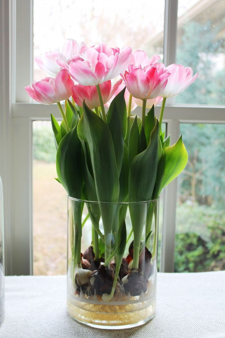 30 Fashionable Growing Bulbs In Vases 2024 free download growing bulbs in vases of 639 best flowers fansies images on pinterest dahlia flowers for how to grow tulips and other perennials in glass jars in your home all year