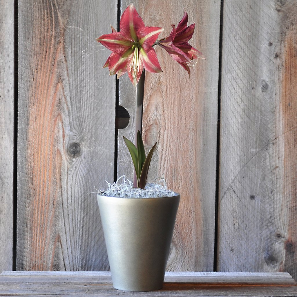 30 Fashionable Growing Bulbs In Vases 2024 free download growing bulbs in vases of flowering gifts gifts for the gardener gardening gift cards inside amaryllis cherry crush in a brushed pewter vase free shipping