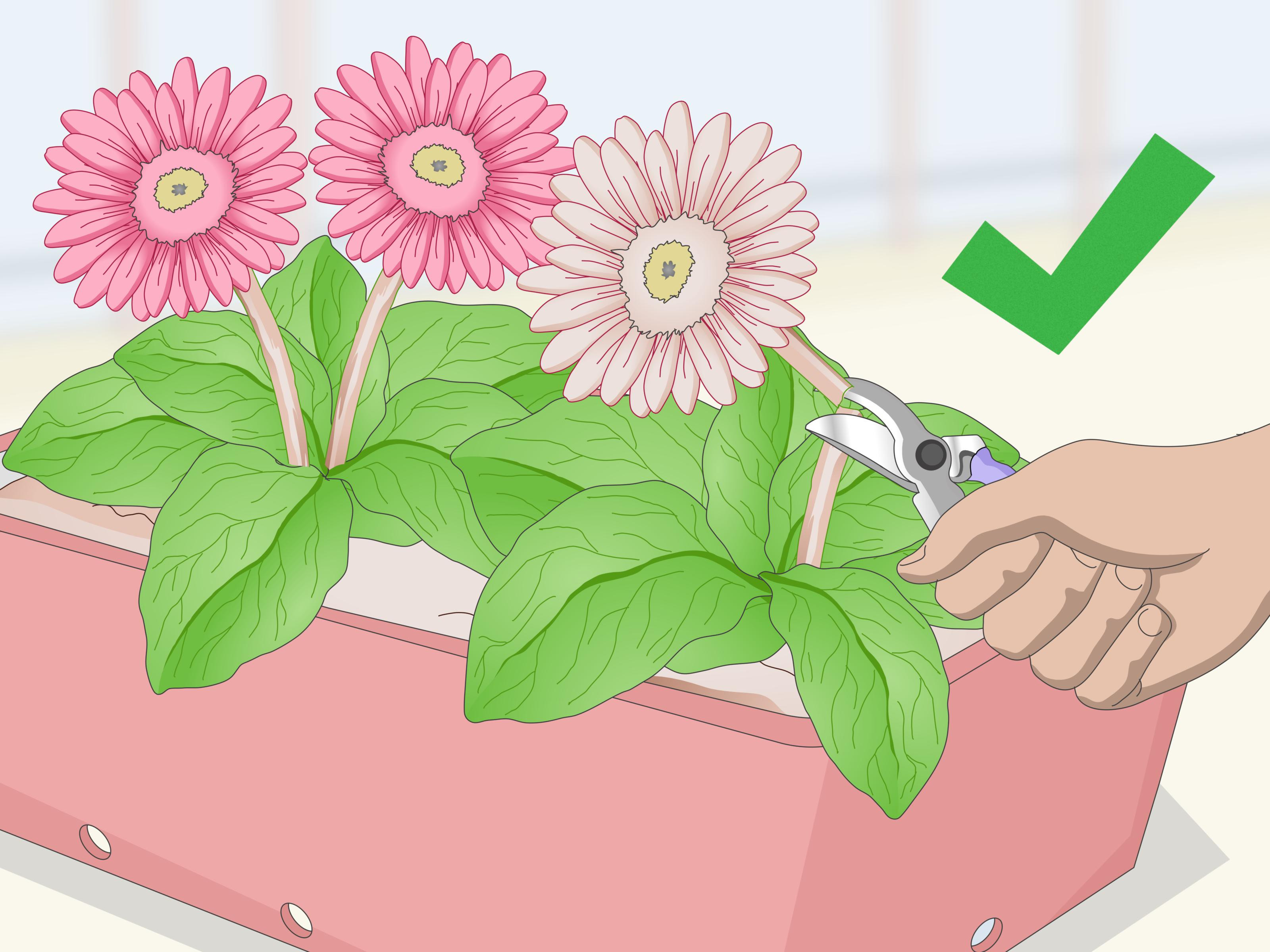 30 Fashionable Growing Bulbs In Vases 2024 free download growing bulbs in vases of how to grow gerbera daisies with pictures wikihow within grow gerbera daisies step 22