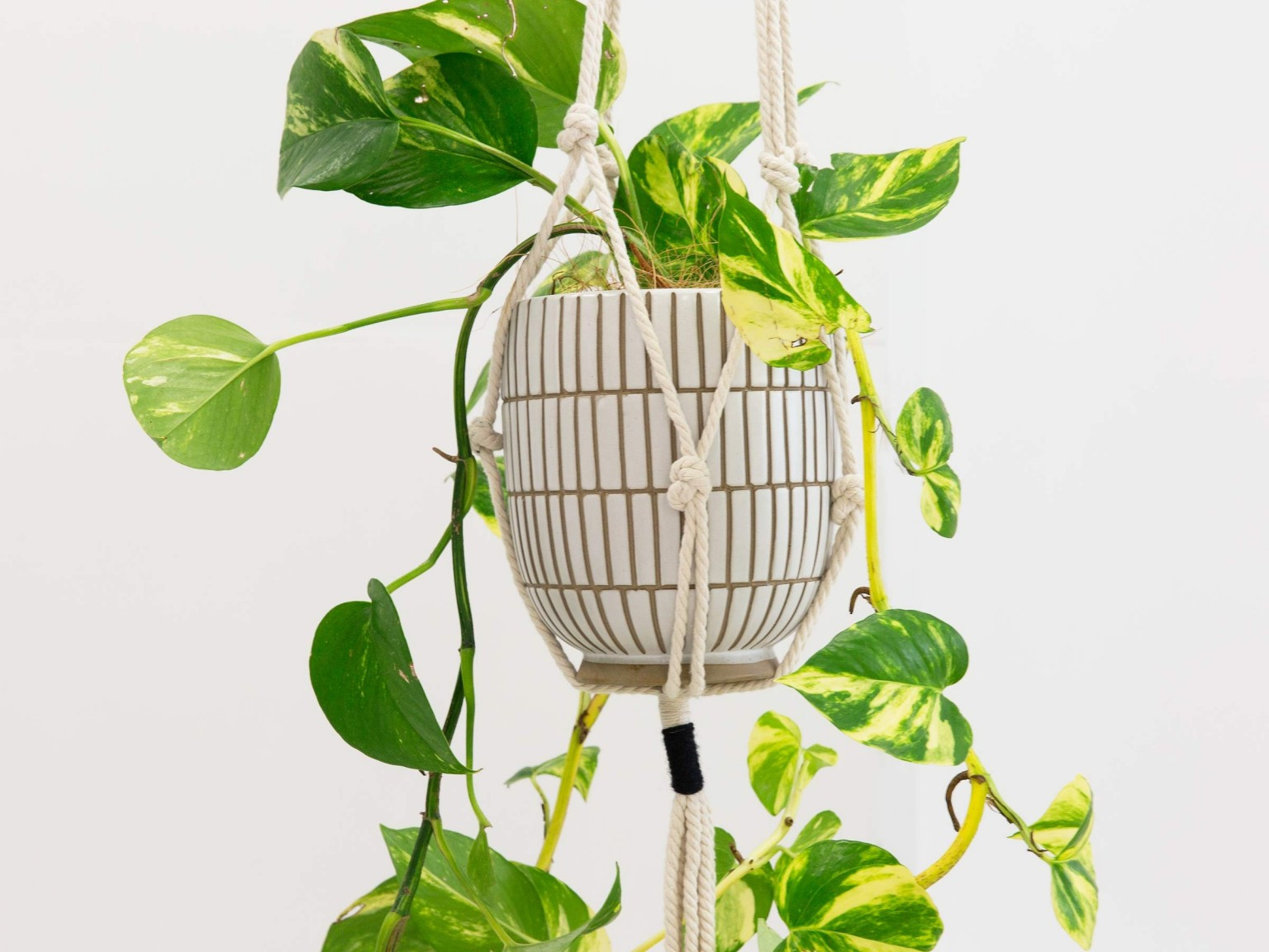 15 Great Hanging Glass Vase with Rope 2024 free download hanging glass vase with rope of leo plant hanger plant storage mocka nz throughout leo plant hanger