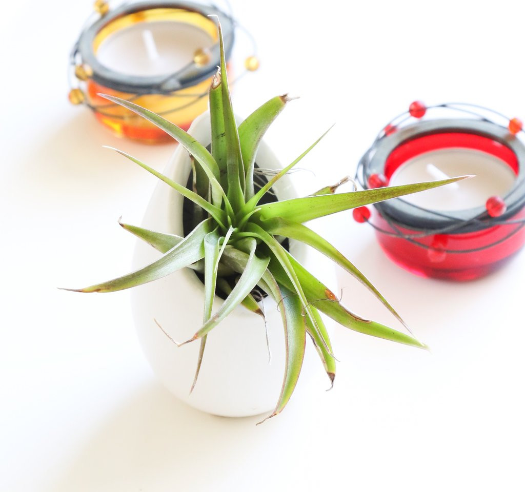 24 Famous How to Grow Bulbs In Vases 2024 free download how to grow bulbs in vases of air plant holder tillandsia ionantha tillandsia vase easy to within tillandsia air plant egg tillandsia brachycaulos free shipping