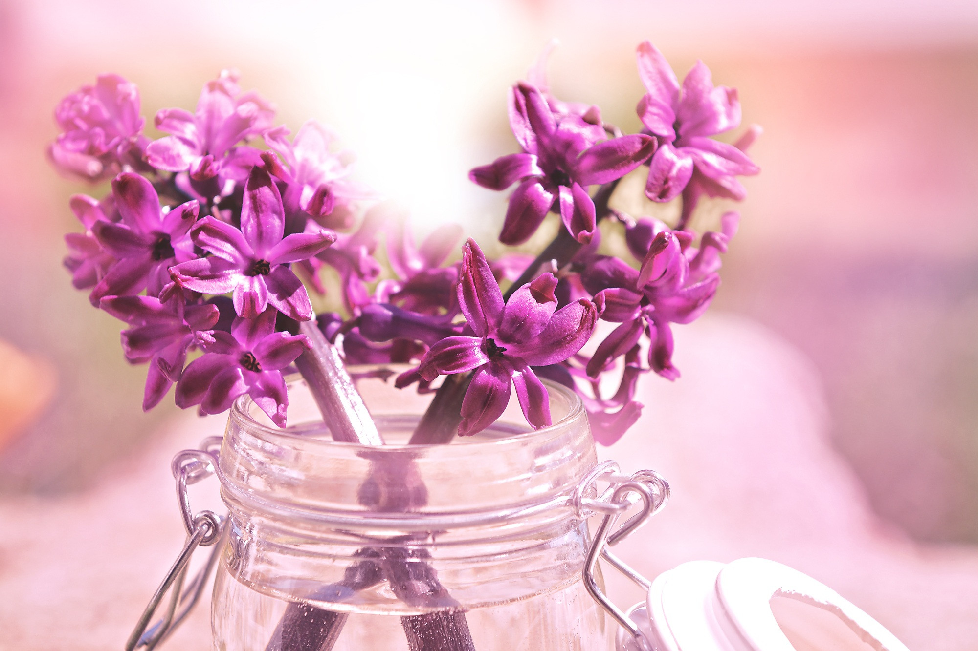 11 attractive Hyacinth In Glass Vase 2024 free download hyacinth in glass vase of free images blossom sunlight purple petal pink close flora within blossom plant sunlight flower purple petal spring pink close flora flowers lilac floristry hyacint