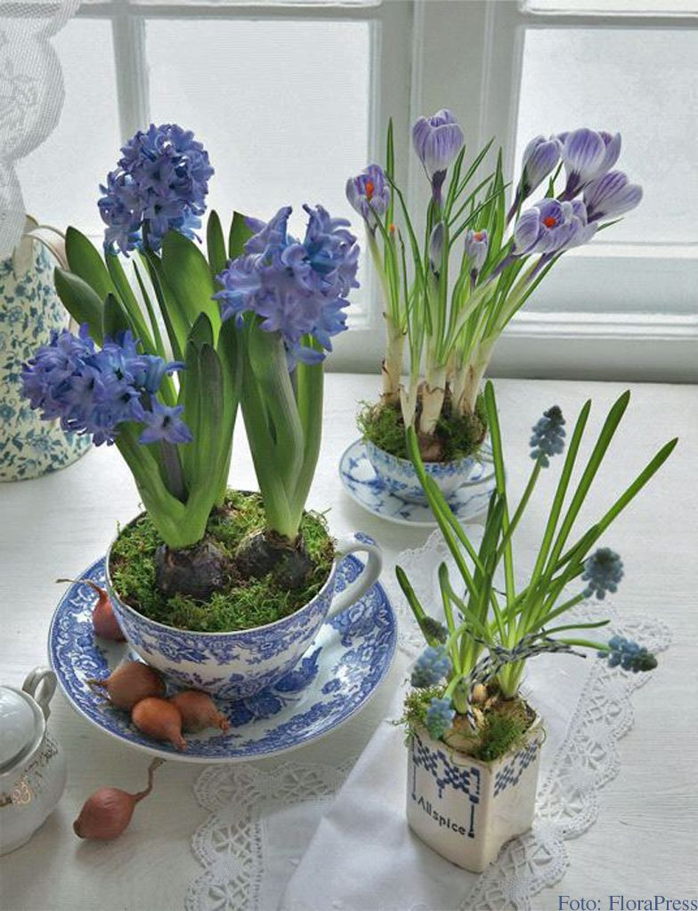 11 attractive Hyacinth In Glass Vase 2024 free download hyacinth in glass vase of hyazinthen krokus und traubenhyazinthen in blauen tassen foto in hyazinthen krokus und traubenhyazinthen in blauen tassen foto florapress