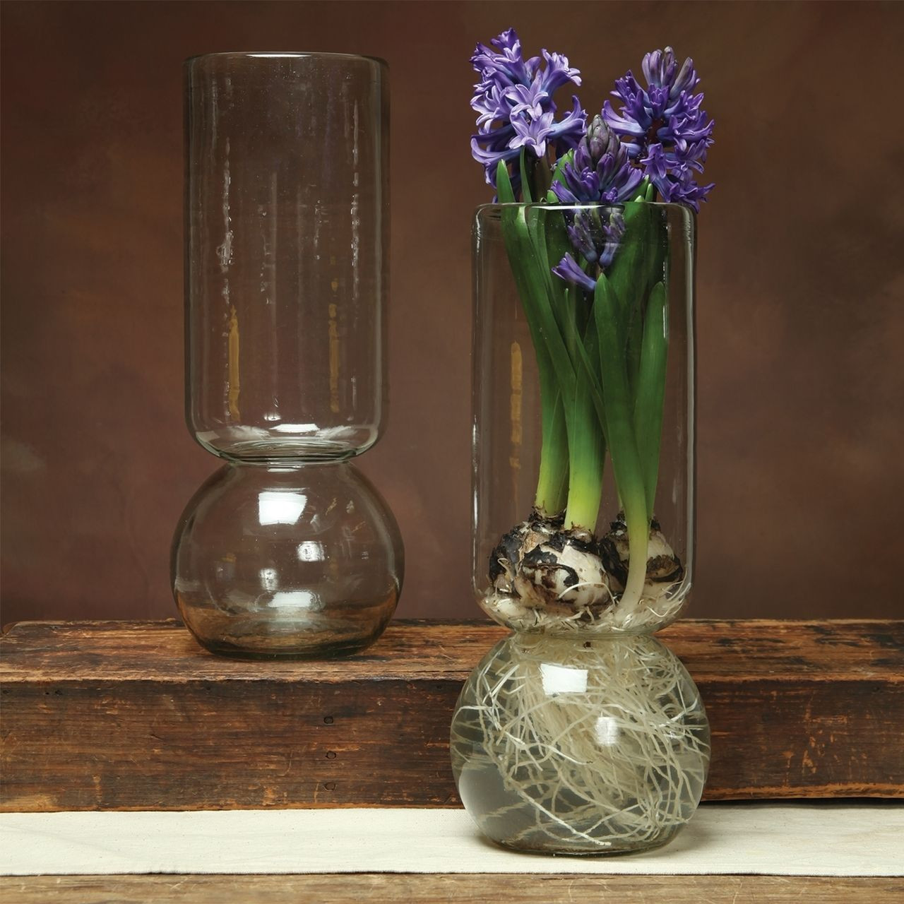 11 attractive Hyacinth In Glass Vase 2024 free download hyacinth in glass vase of the 10 best flowers images on pinterest bulb vase bulbs and regarding the 10 best flowers images on pinterest bulb vase bulbs and container plants