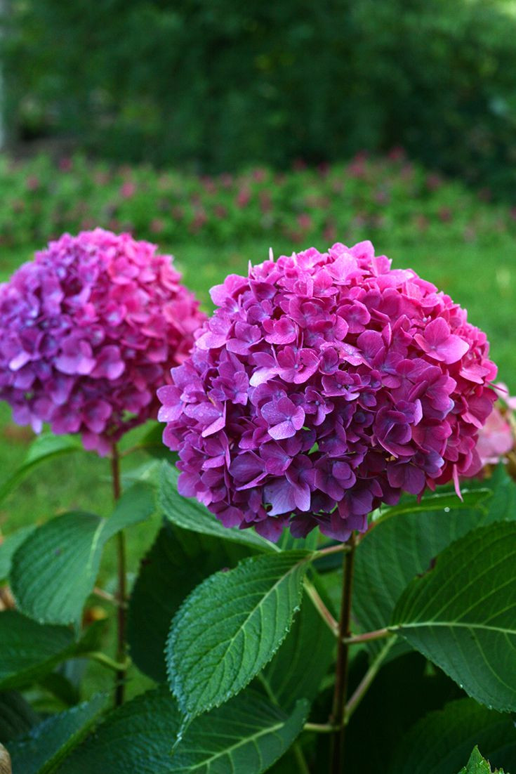 27 Recommended Hydrangea Flowers In A Vase 2024 free download hydrangea flowers in a vase of 18best of hydrangea flower color clip arts coloring pages inside hydrangea flower color unique 46 best popular hydrangeas images on pinterest