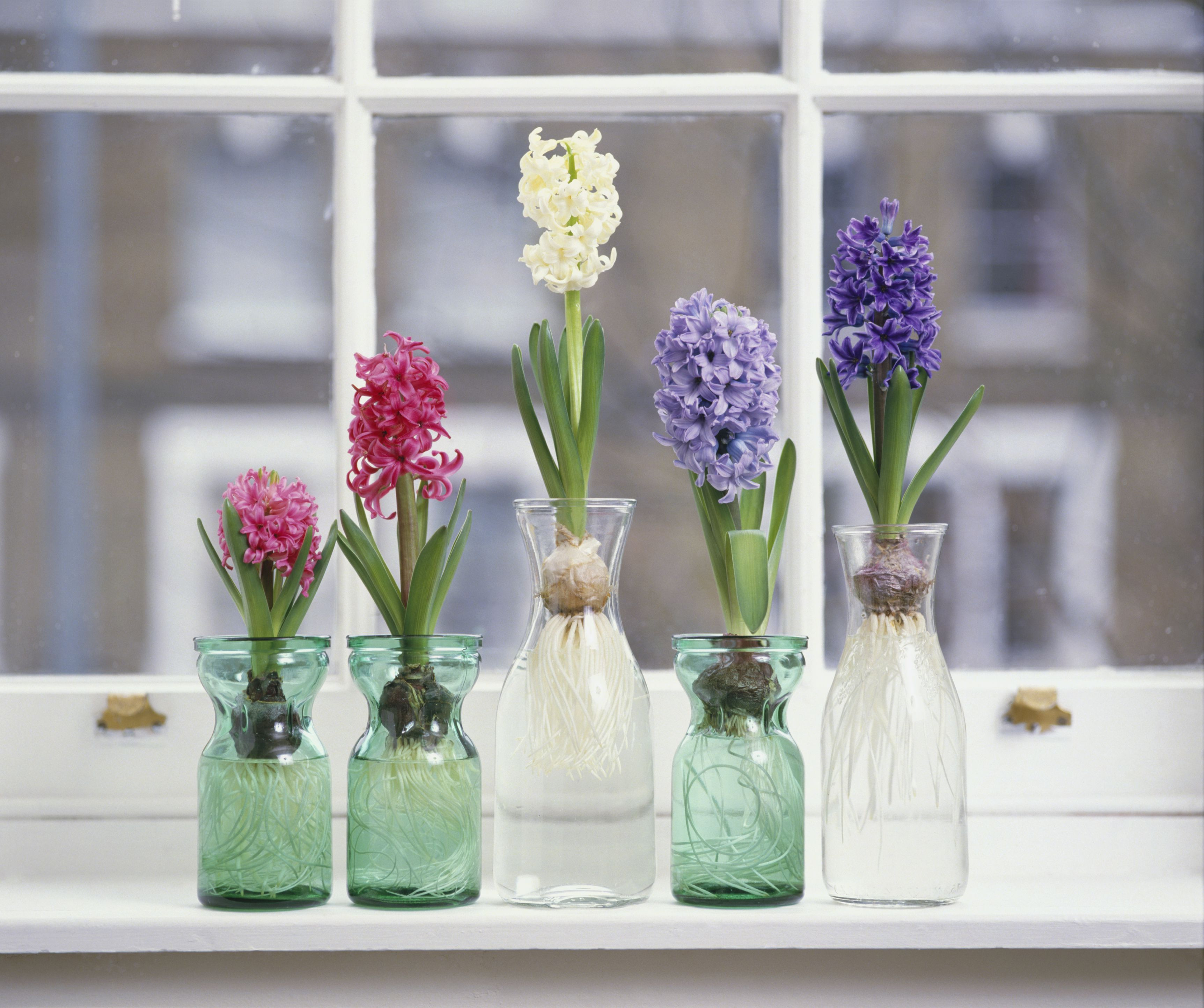 23 Fashionable Just Flowers No Vase 2024 free download just flowers no vase of how to grow hyacinth flowers indoors regarding pink white and purple hyacinthus plants with bulbs in glass jars on window sill 125157739 57c5b8f73df78cc16ead76eb