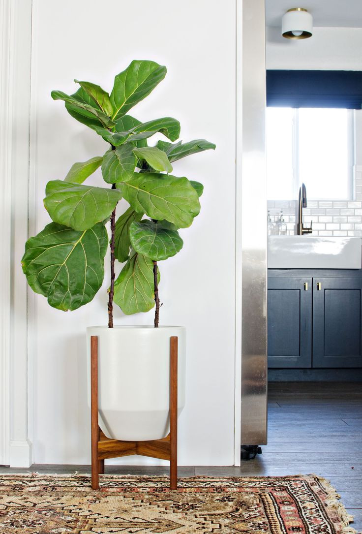 10 attractive Kate Spade Florence Broadhurst Vase 2024 free download kate spade florence broadhurst vase of 11 best living room mood board images on pinterest ad home with regard to modernica hex planter fiddle leaf fig tree make a perfect pairing