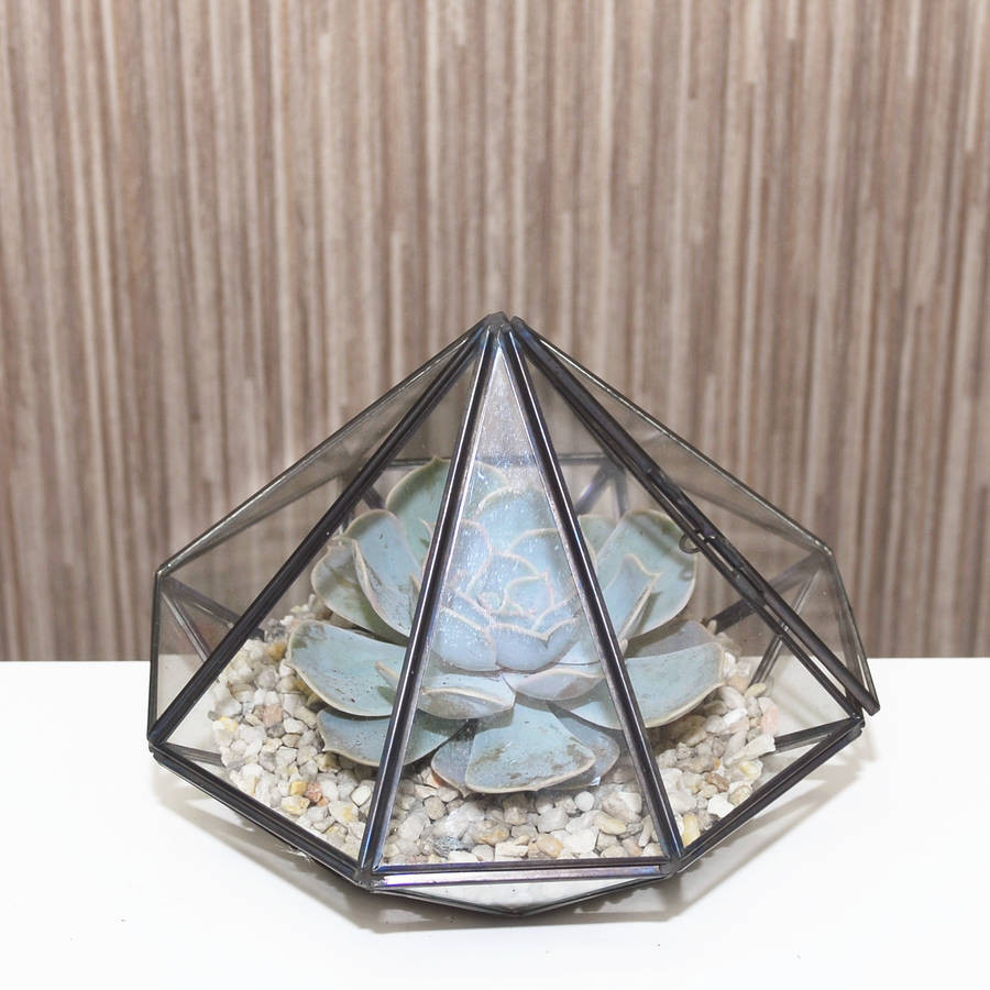 14 Perfect Large Glass Cube Vase 2024 free download large glass cube vase of large diamond glass succulent terrarium by dingading terrariums pertaining to large diamond glass succulent terrarium