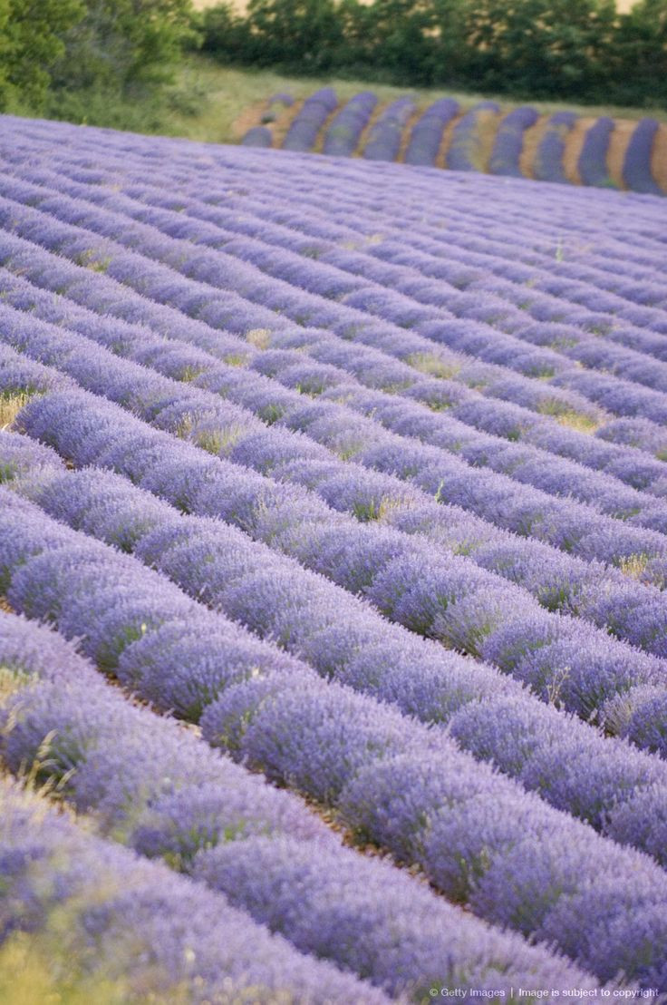 26 Cute Lavender Vase Fillers 2024 free download lavender vase fillers of 156 best lavender images on pinterest landscaping lavender and throughout lavender field luberon france