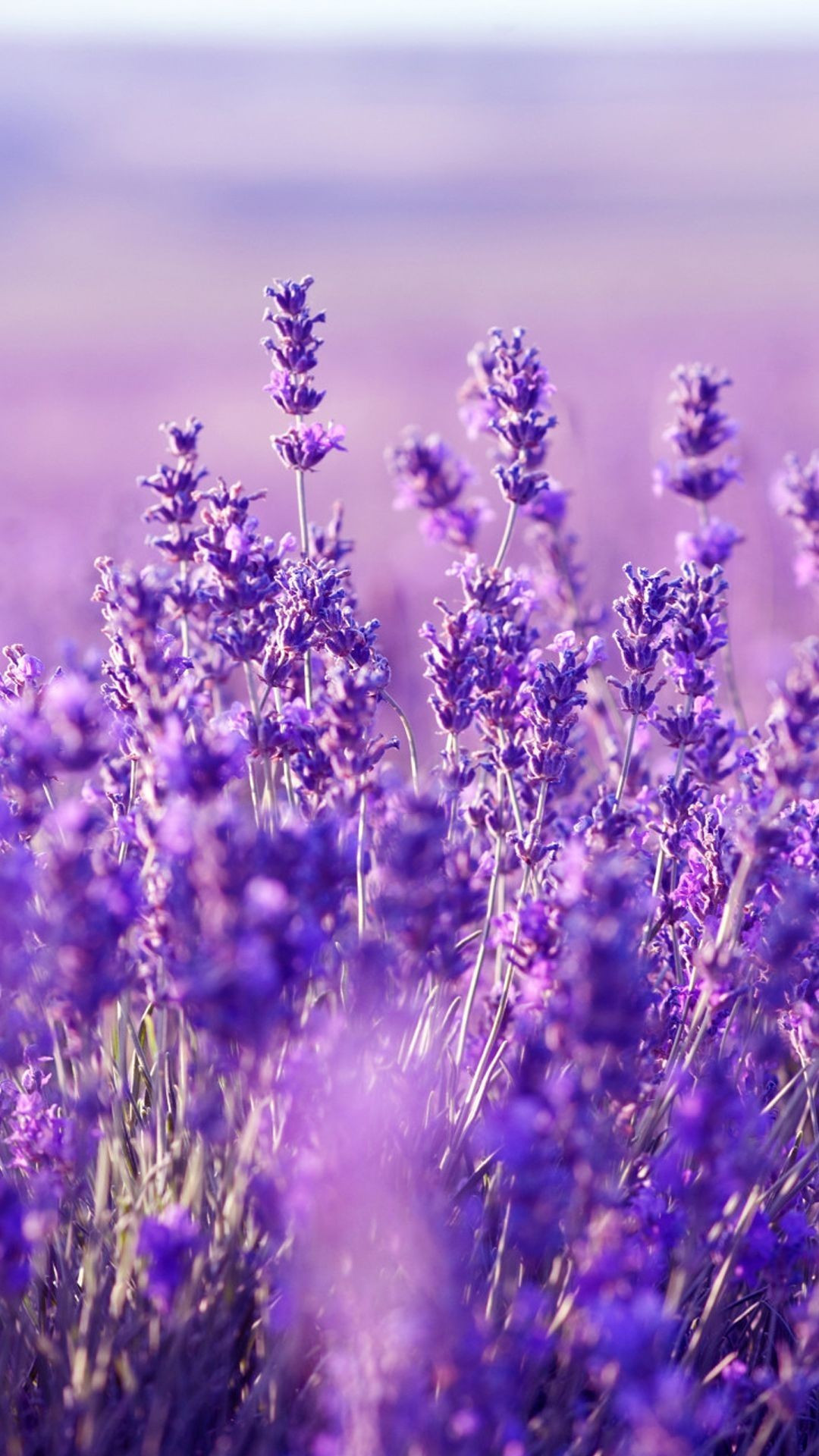 10 Lovely Lavender Vase 2024 free download lavender vase of 15 new lavender wallpapers cuva wallpaper intended for elegant beautiful flowers pretty vase lilac wallpaper hd awesome vases of 15 new lavender wallpapers