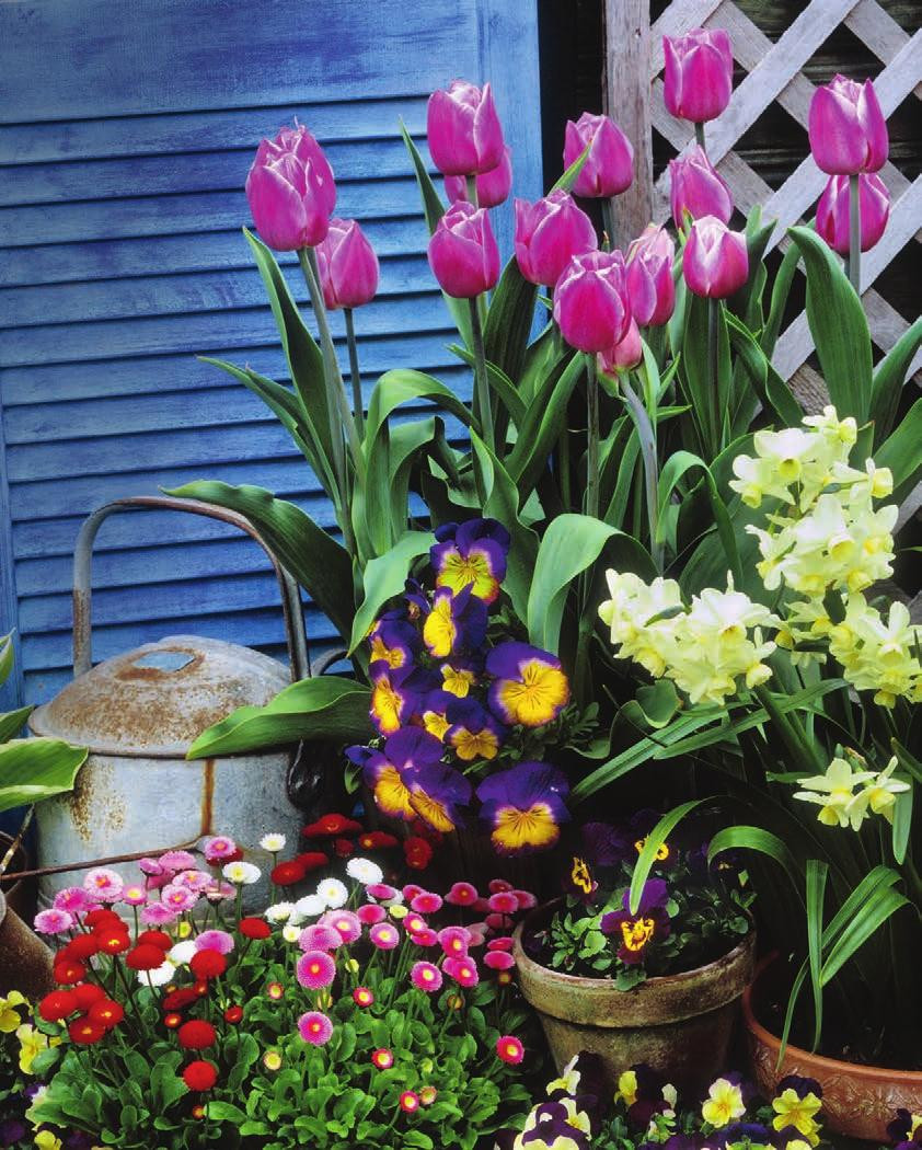 17 Popular Lenox Tulip Vase 2024 free download lenox tulip vase of the colours of spring stunning newvarieties of your all time pertaining to plants plant care make a statement welcome guests this spring with a pot of flowers