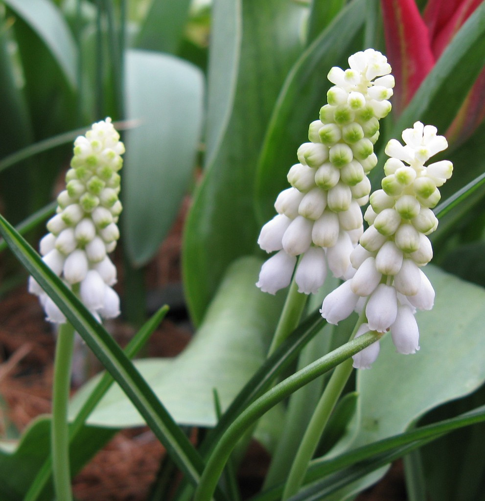 11 Spectacular Lightbulb Bud Vase 2024 free download lightbulb bud vase of fafardbulbs archives fafard within grape hyacinths including the ethereal muscari pallens are among the best bulbs