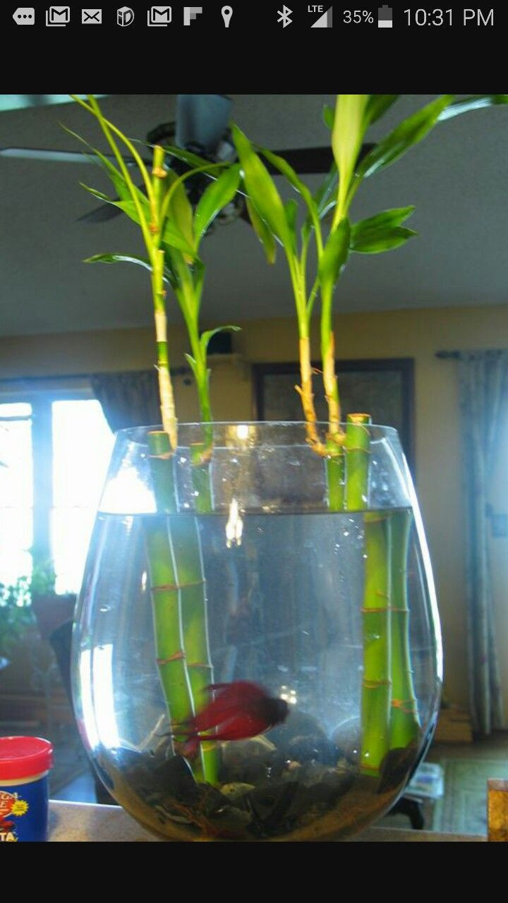 12 Stylish Live Plants for Betta Fish Vase 2024 free download live plants for betta fish vase of 14 best betta fish images on pinterest fish tanks fish aquariums with betta fish and bamboo plants are both very attractive pamela n red tells how to succe