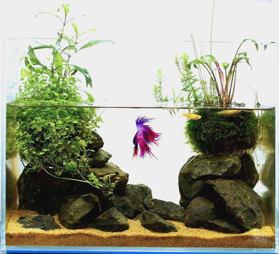 12 Stylish Live Plants for Betta Fish Vase 2024 free download live plants for betta fish vase of fresh best plants for betta plant directory throughout possibly the best betta home you see today