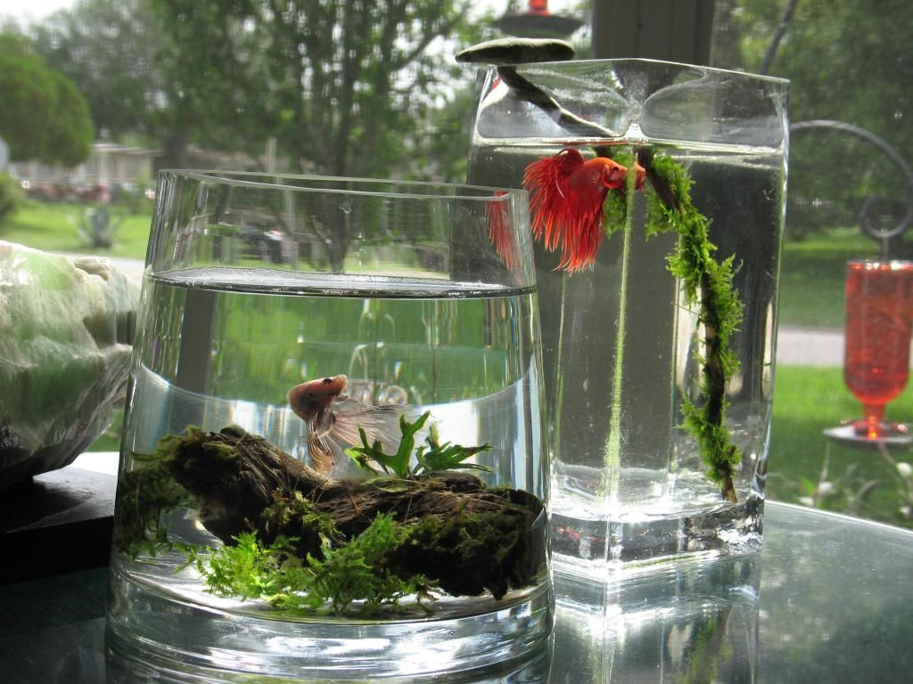 12 Stylish Live Plants for Betta Fish Vase 2024 free download live plants for betta fish vase of large vases with simple decorations or live plants for bettas just in large vases with simple decorations or live plants for bettas just make sure they are