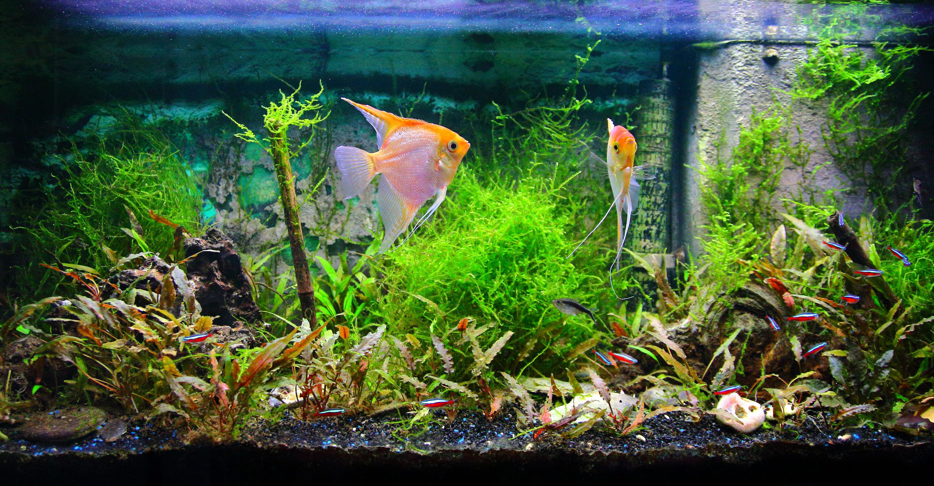 12 Stylish Live Plants for Betta Fish Vase 2024 free download live plants for betta fish vase of speeding up the aquarium nitrogen cycle within tropical fresh water aquarium front view with lush foliage plants and some fishes yellow pterophyllum scalar