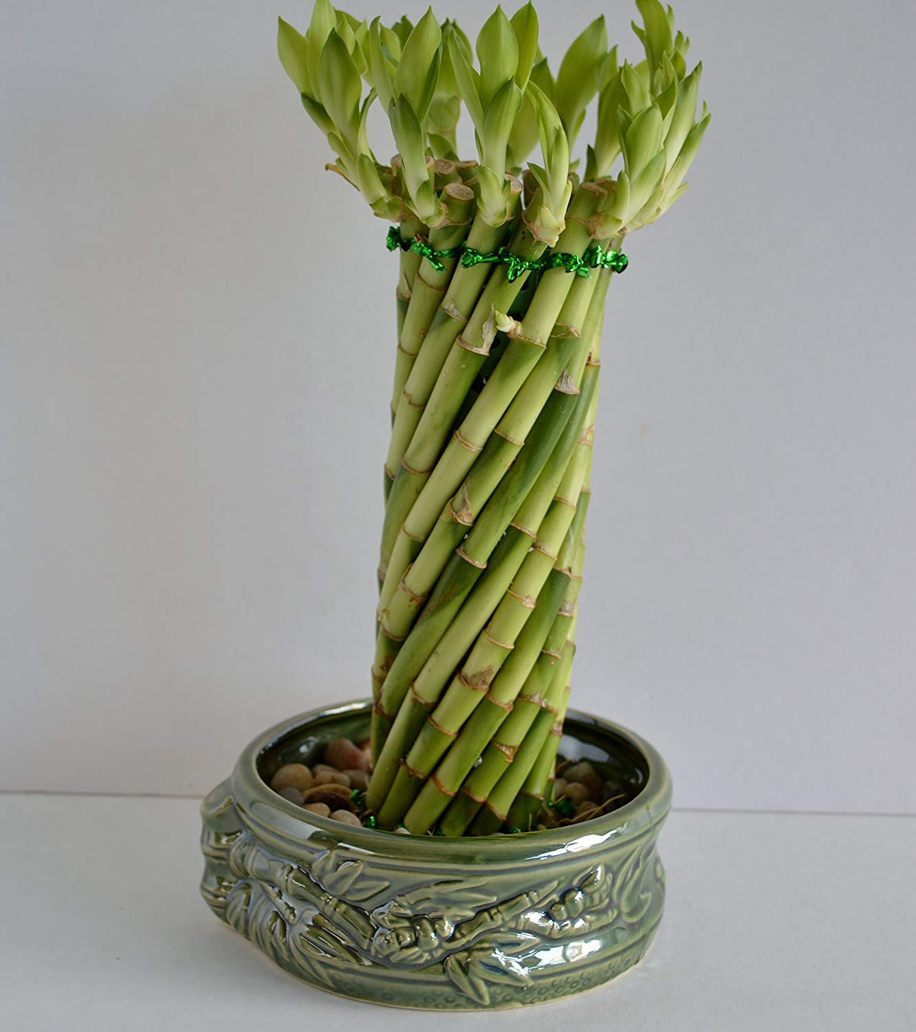 21 Lovable Lucky Bamboo Plant with Glass Vase 2024 free download lucky bamboo plant with glass vase of amazon com lucky bamboo twisted design 8 10 set with a handmade with regard to amazon com lucky bamboo twisted design 8 10 set with a handmade ceramic v